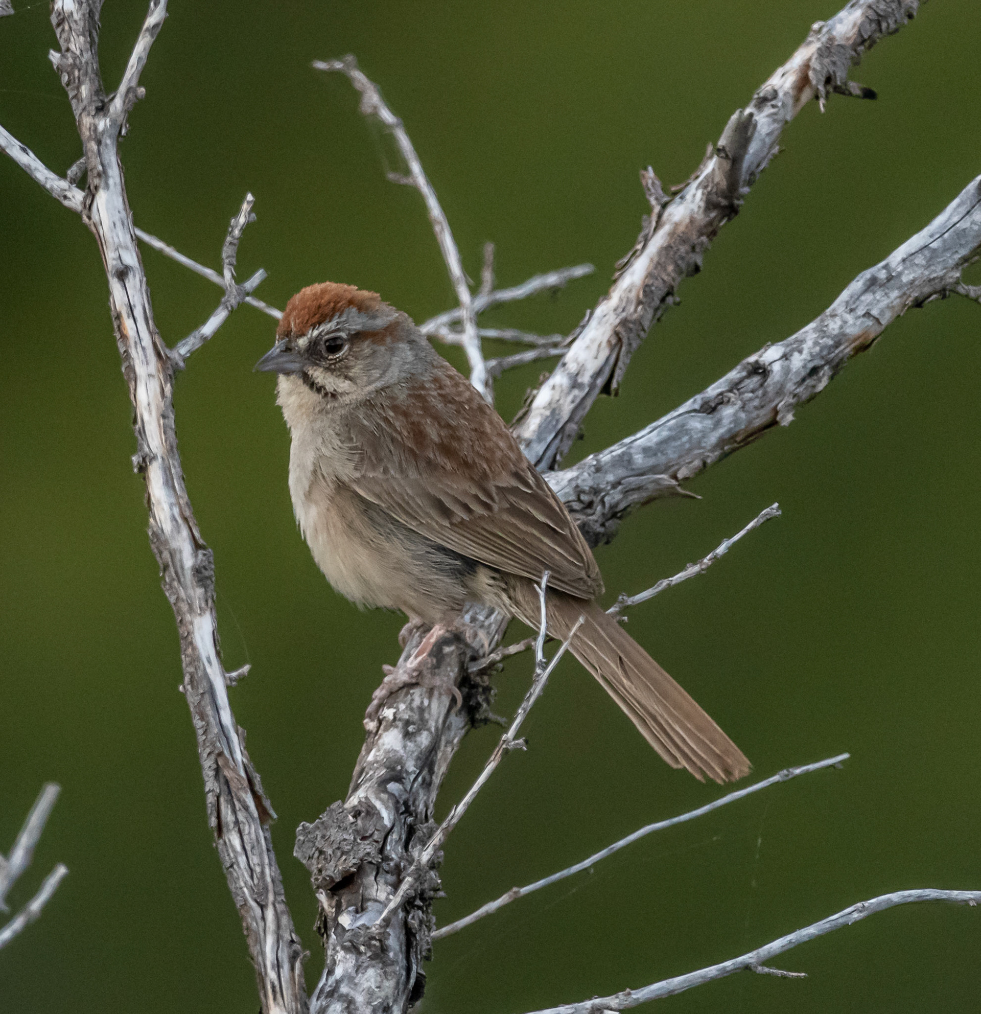 Rufous-crowned sparrow