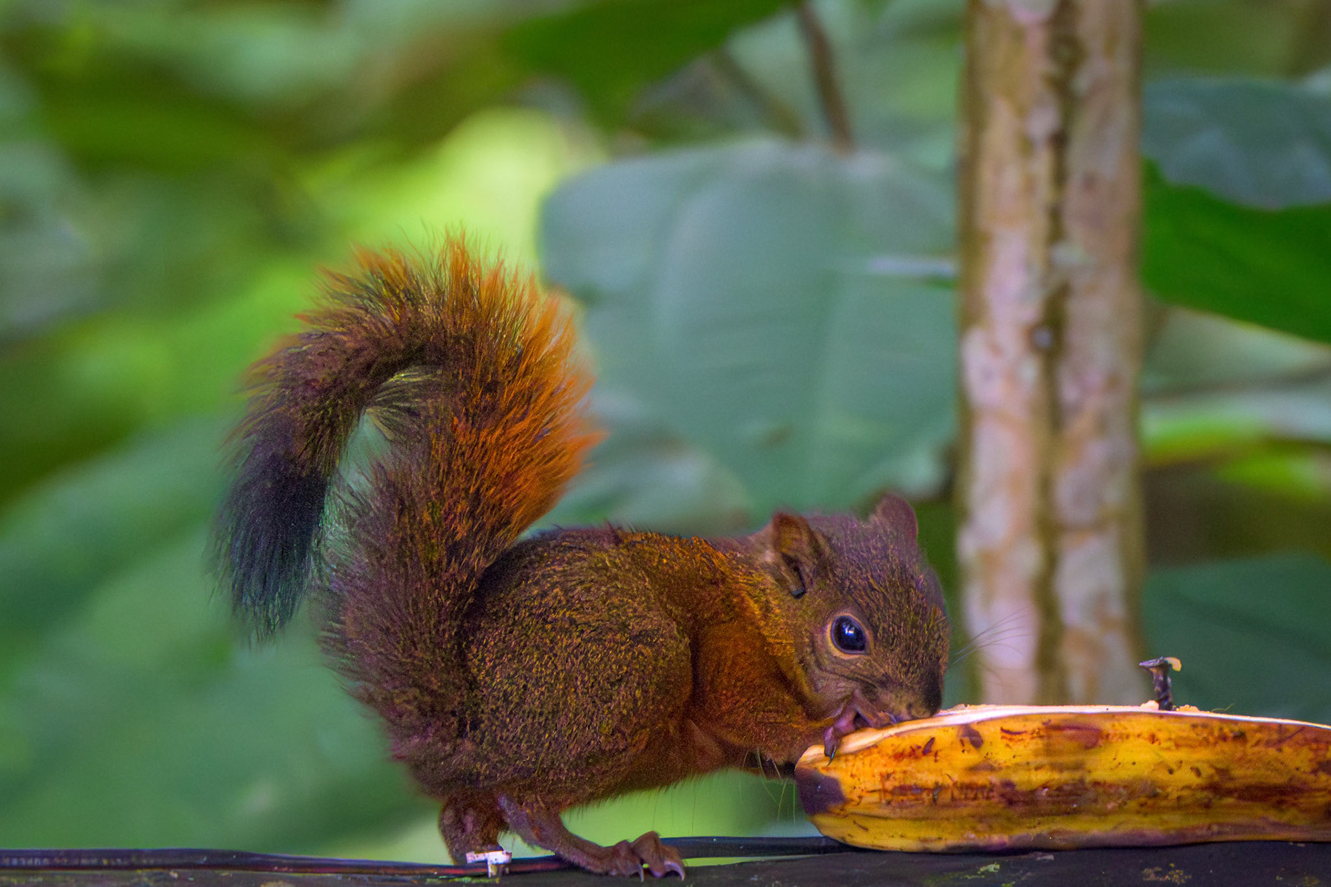 Red-tailed Squirrel