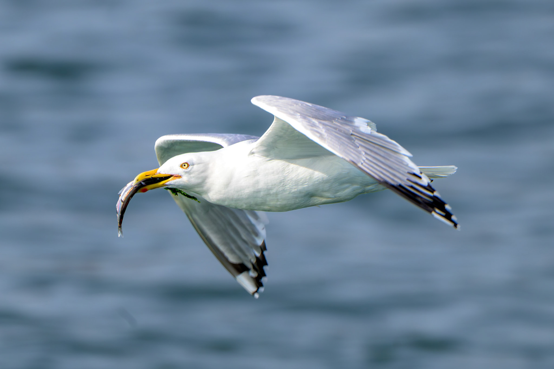 Herring Gull