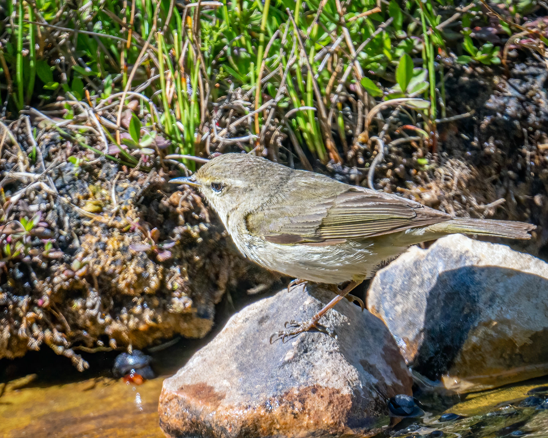 Eastern bonelli's warbler