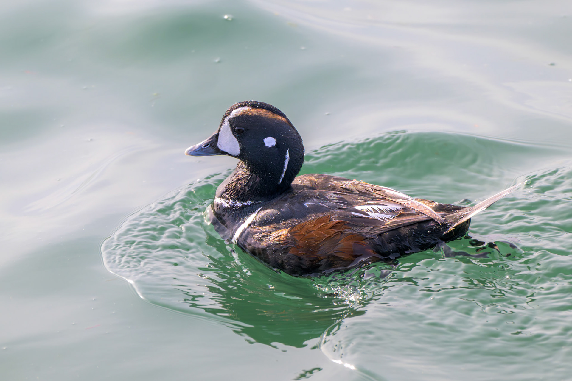 Harlequin Duck