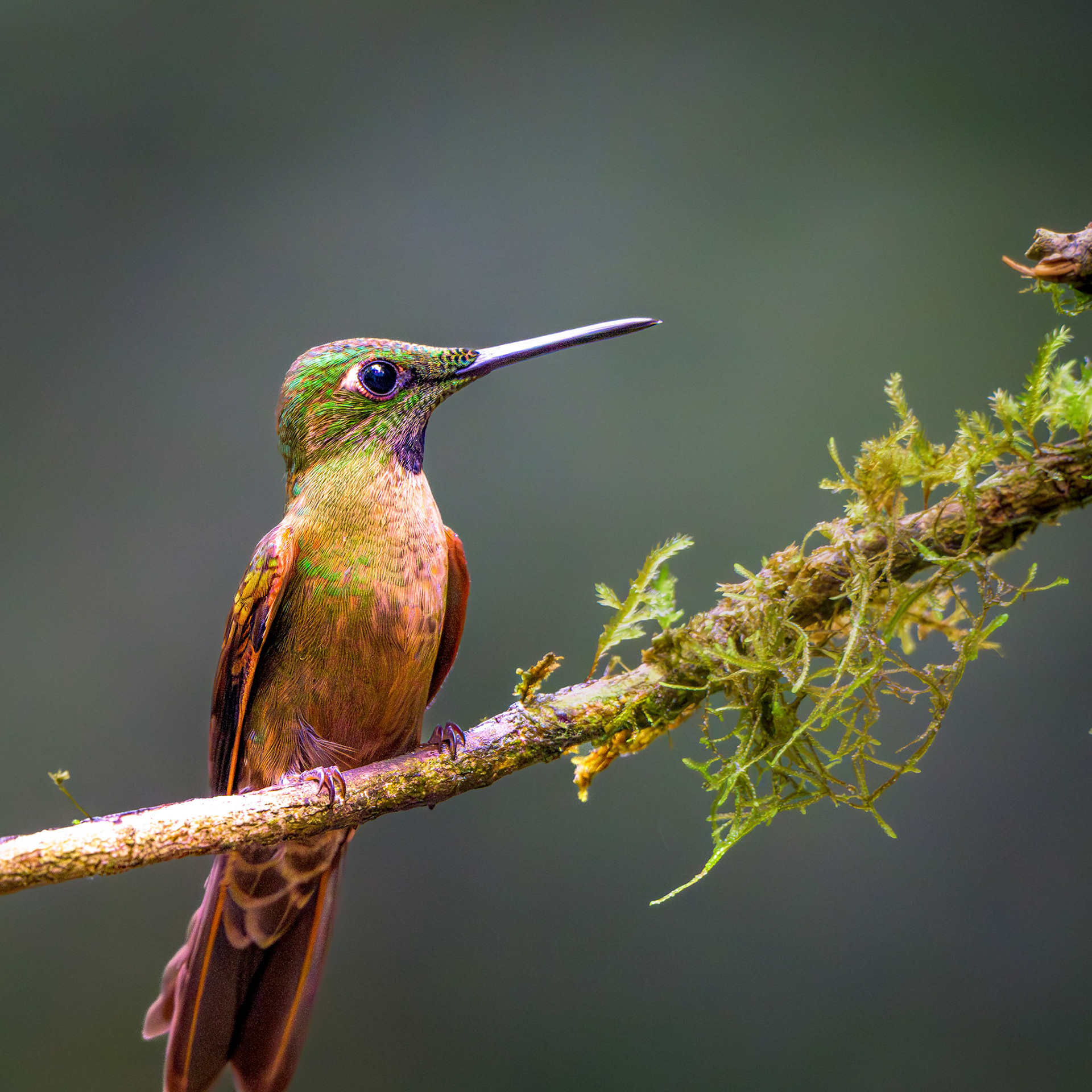 Fawn-breasted Brilliant