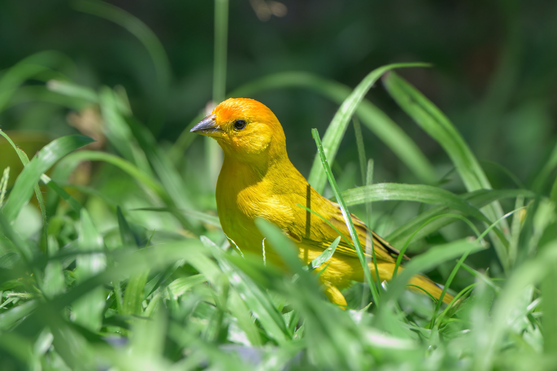 Saffron Finch