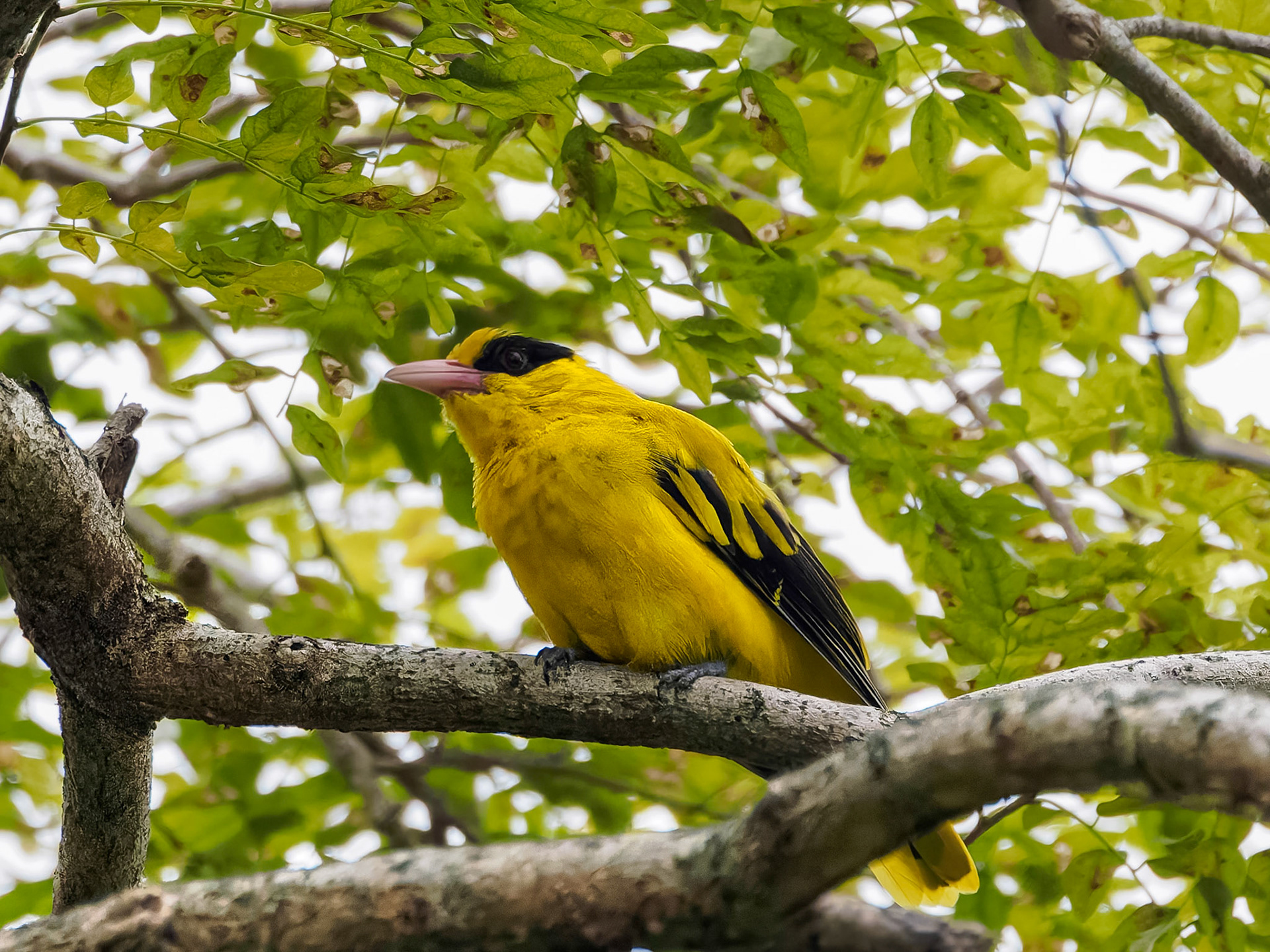 Black-naped Oriole