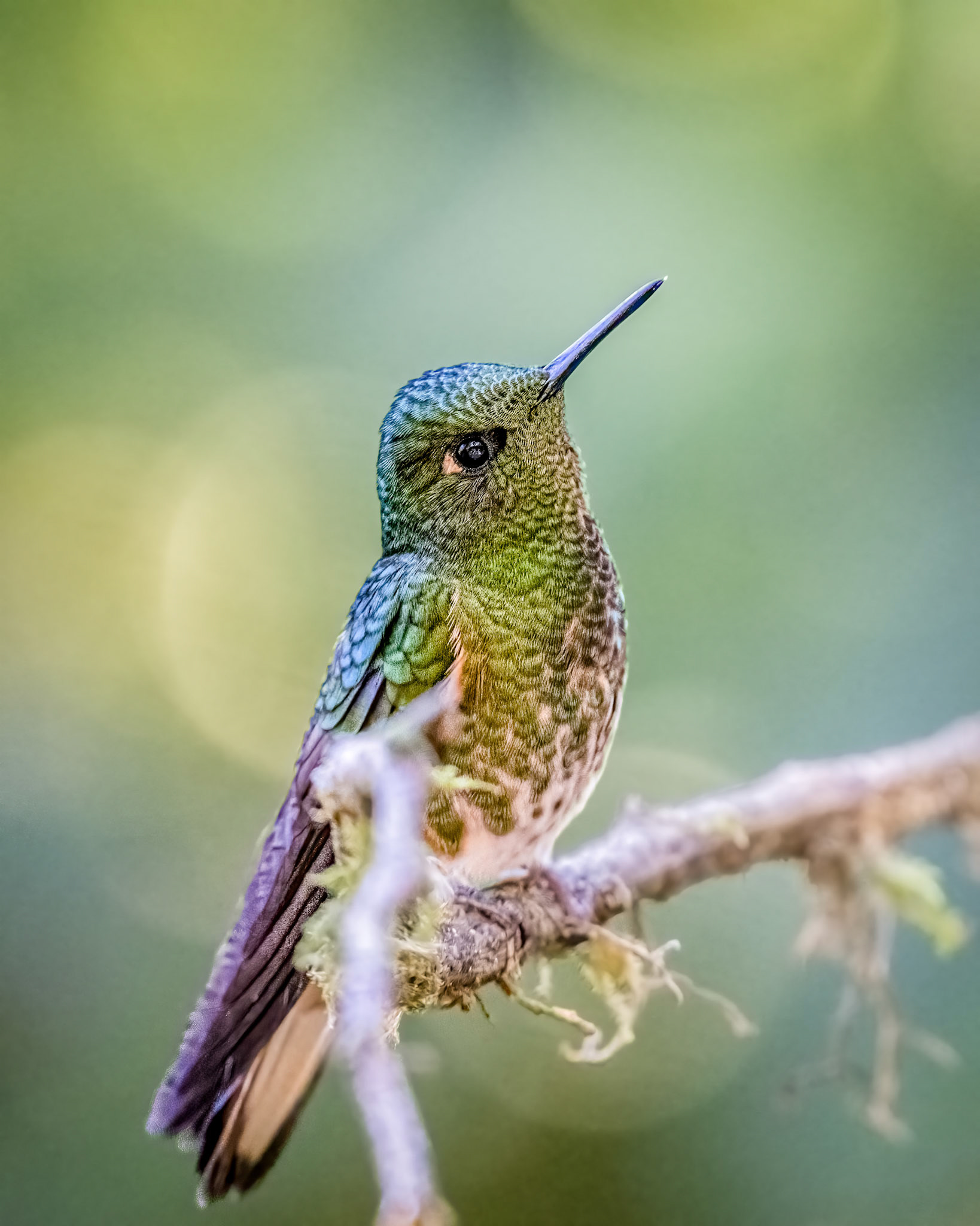 Buff-tailed coronet hummingbird