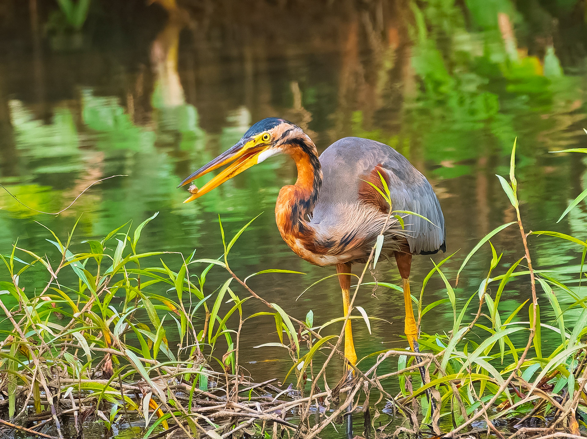 Purple Heron