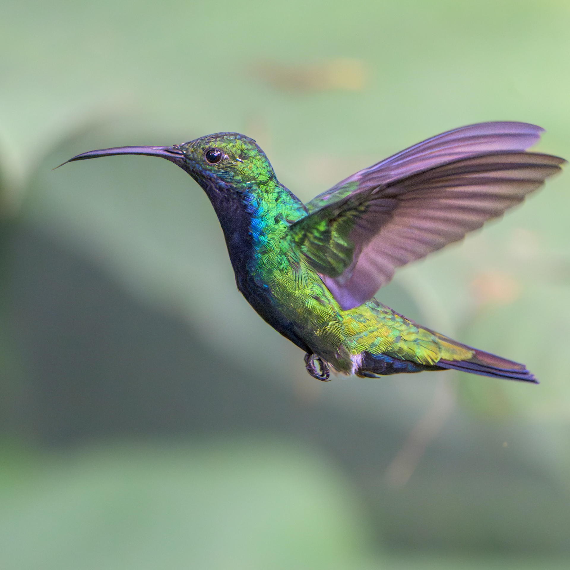 Black-throated Mango