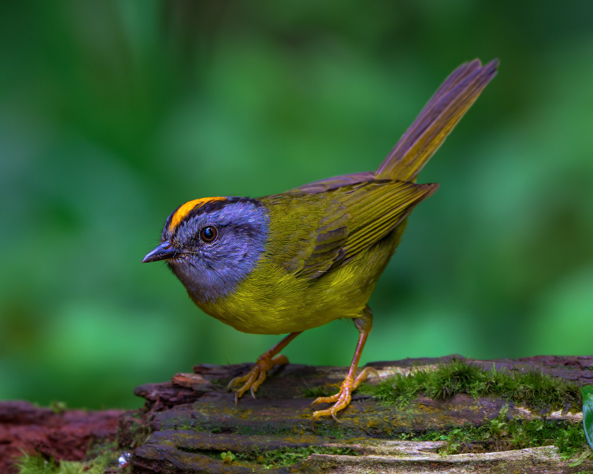 Russet-crowned Warbler