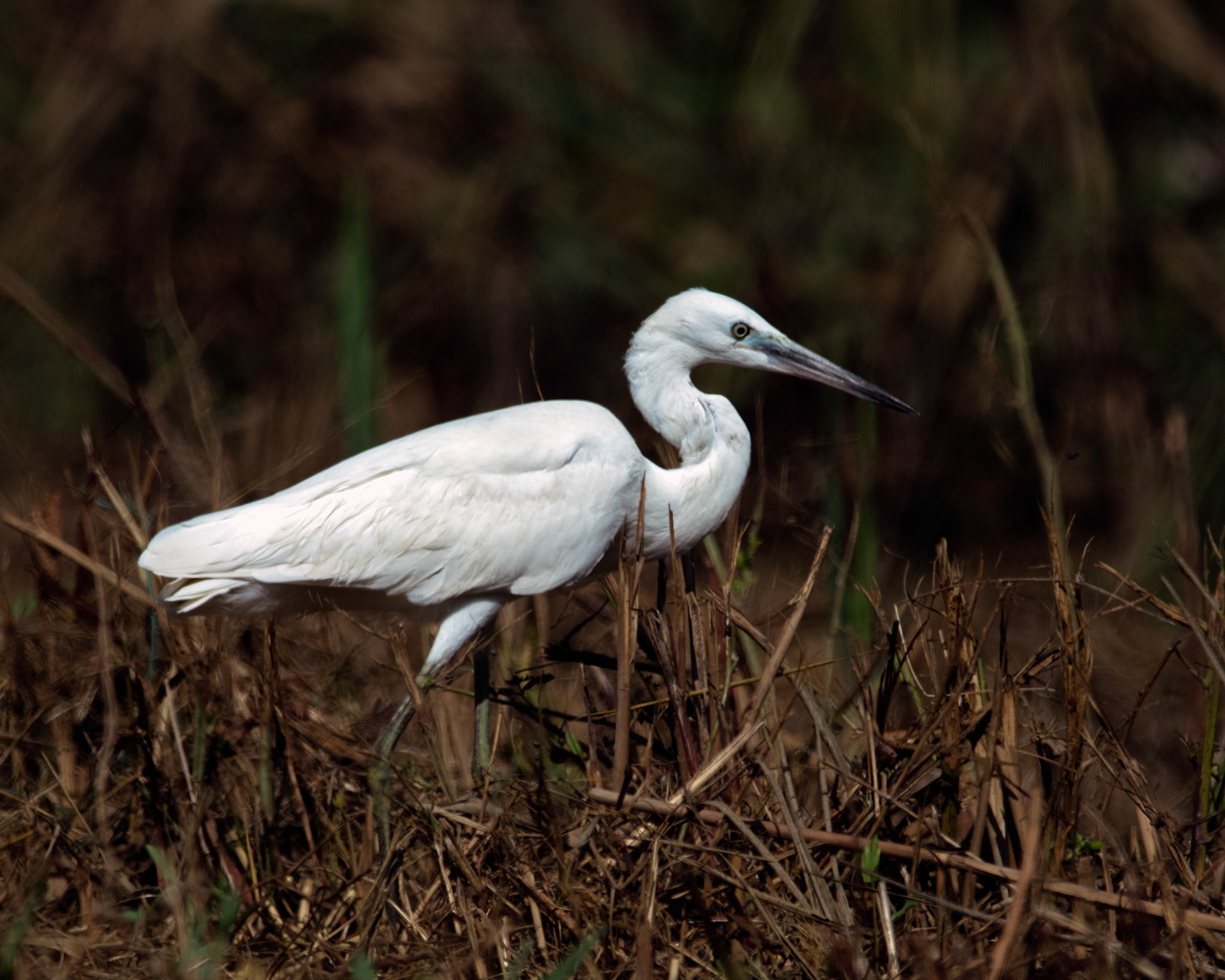 Little egret