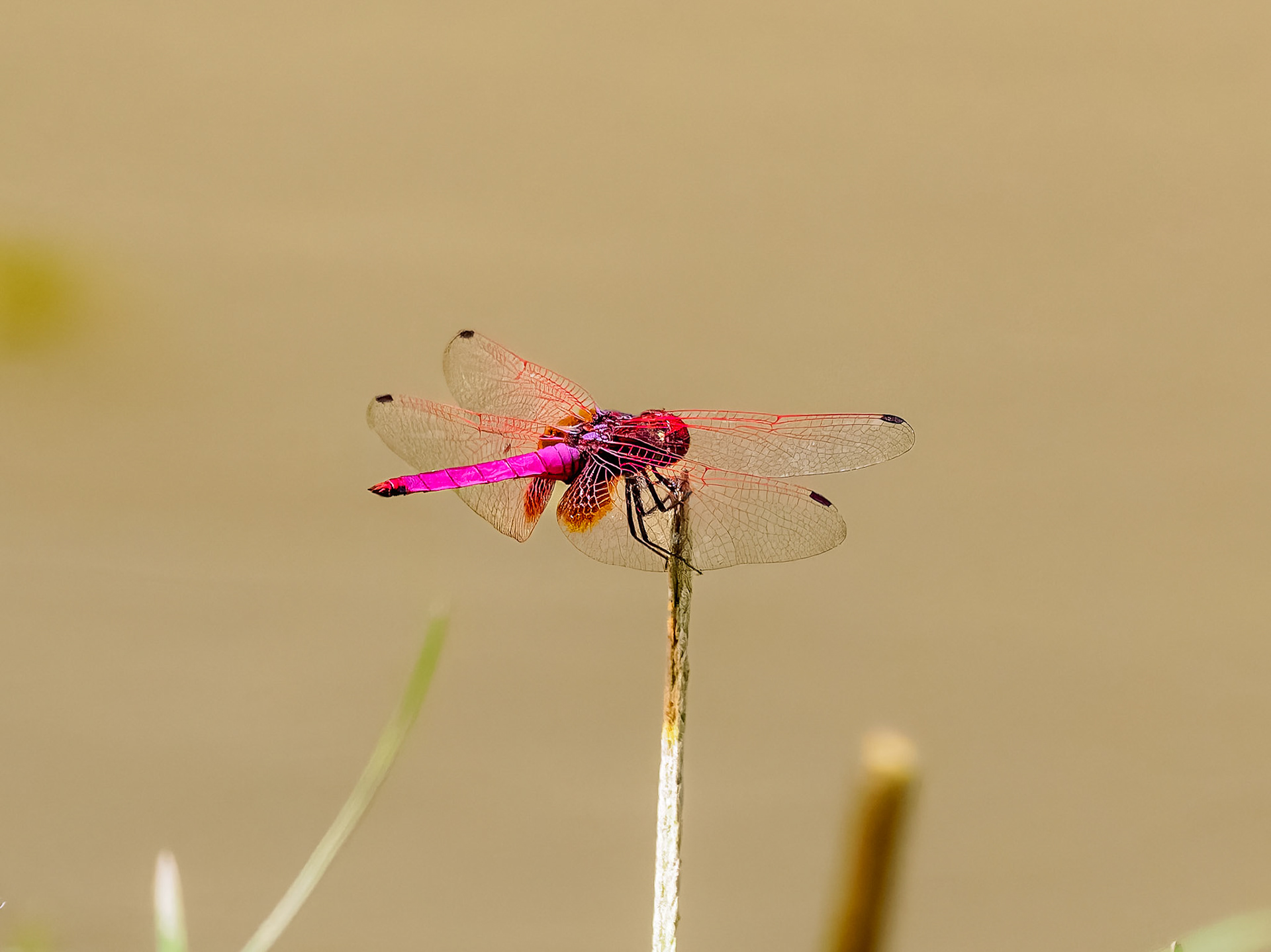 Khao Yai NP - Crimson dropwing dradonfly