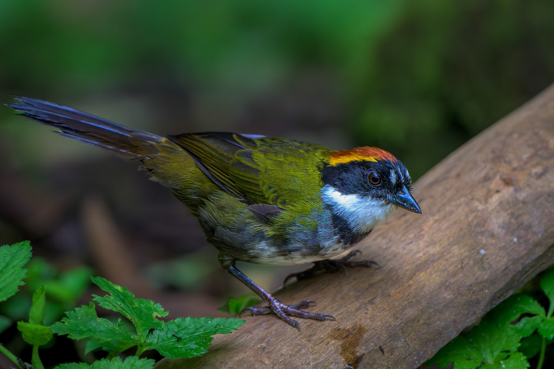 Chestnut-crowned Brushfinch
