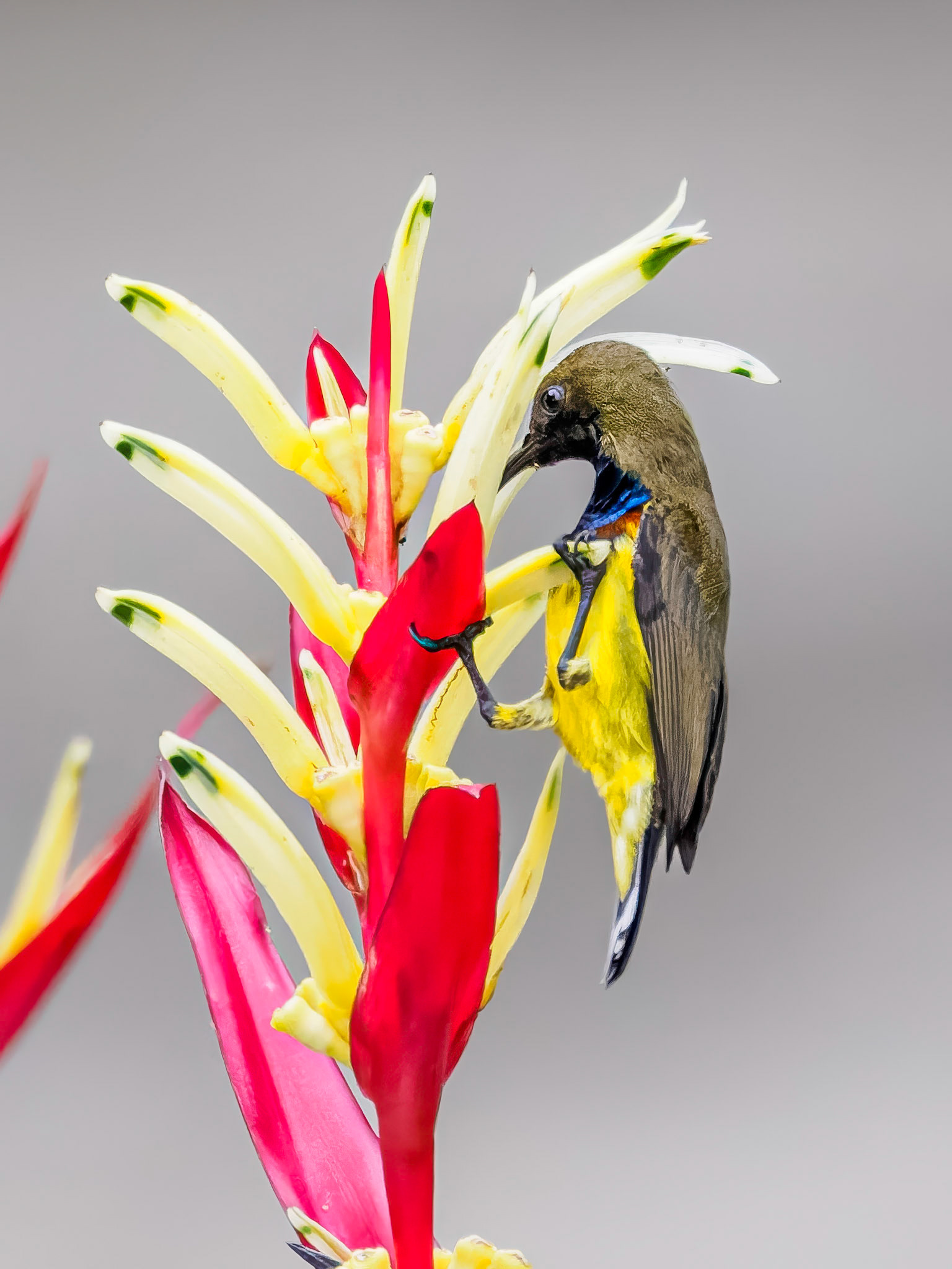 Ornate Sunbird