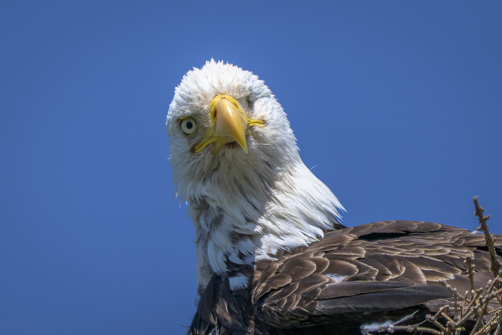 Bald Eagle