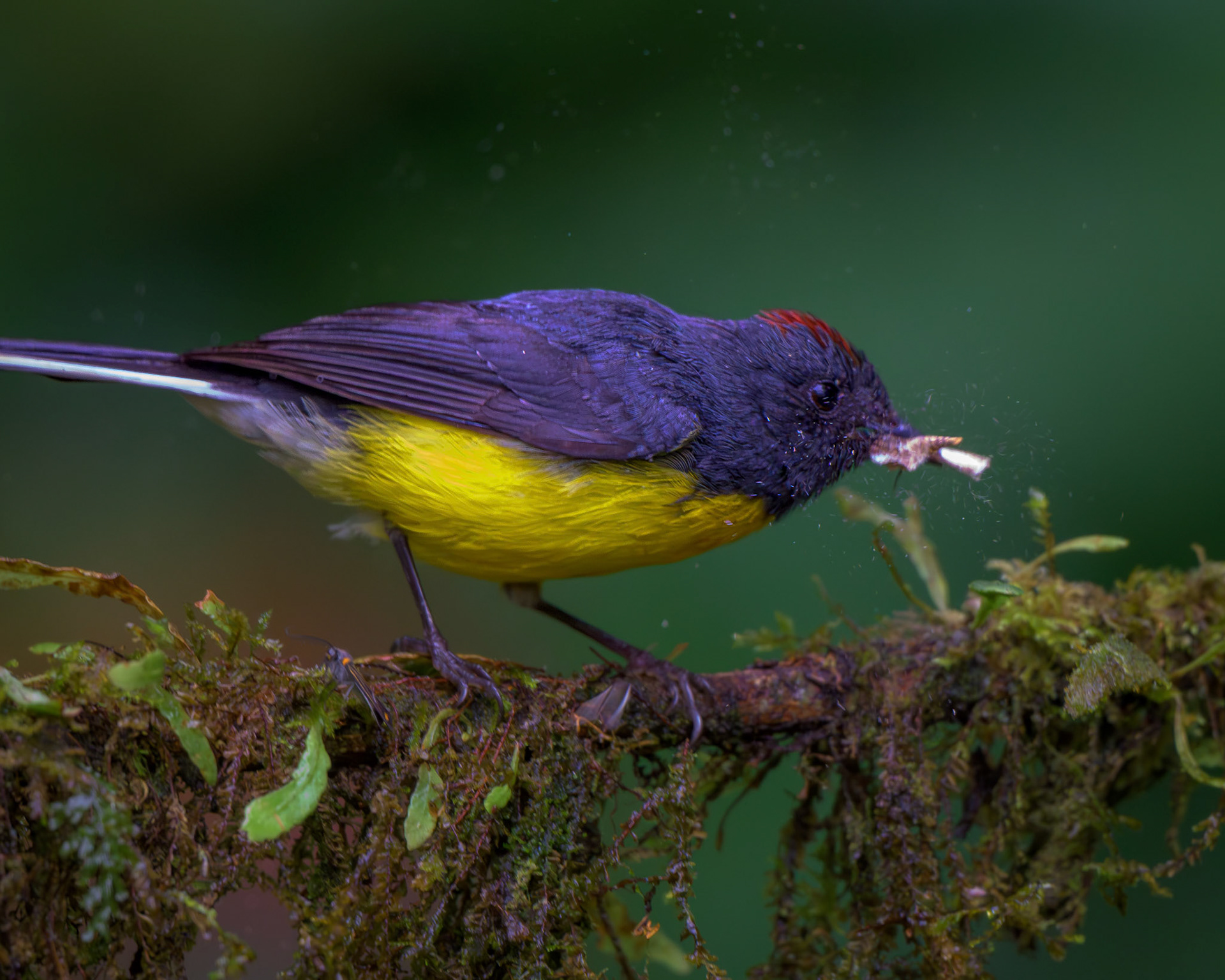 Slate-throated Whitestart