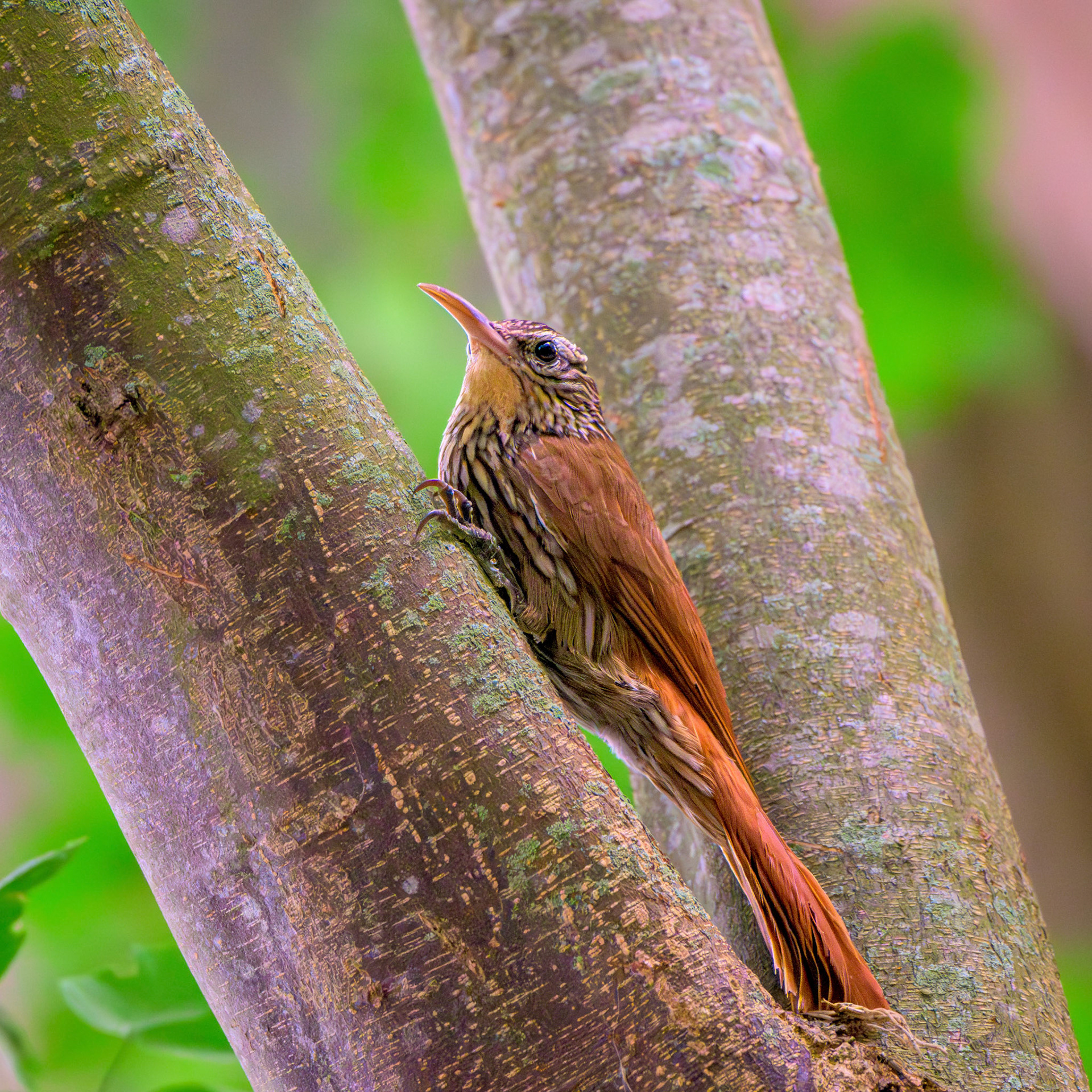 Streak-headed Woodcreeper