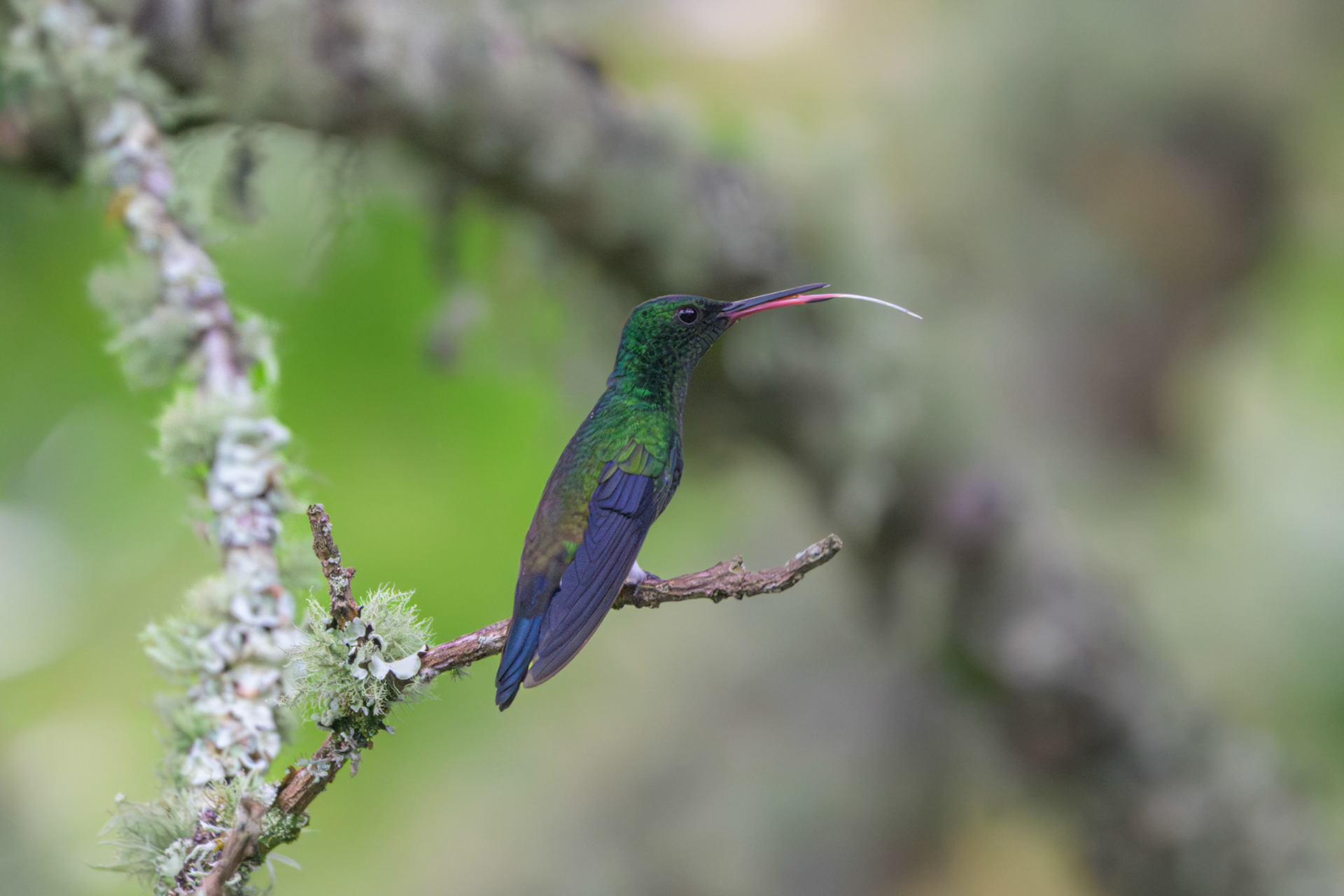 Rufous-tailed Hummingbird