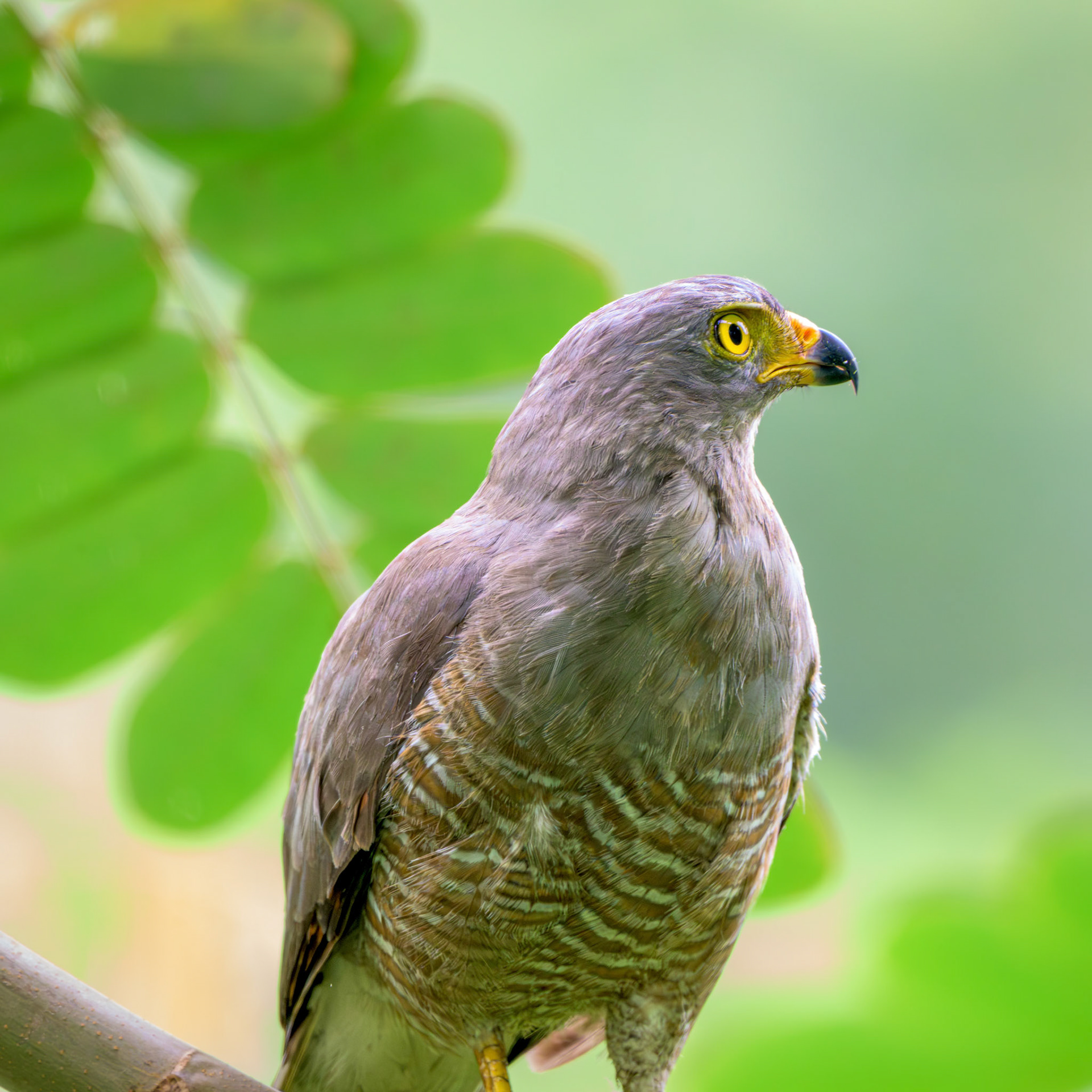 Roadside Hawk