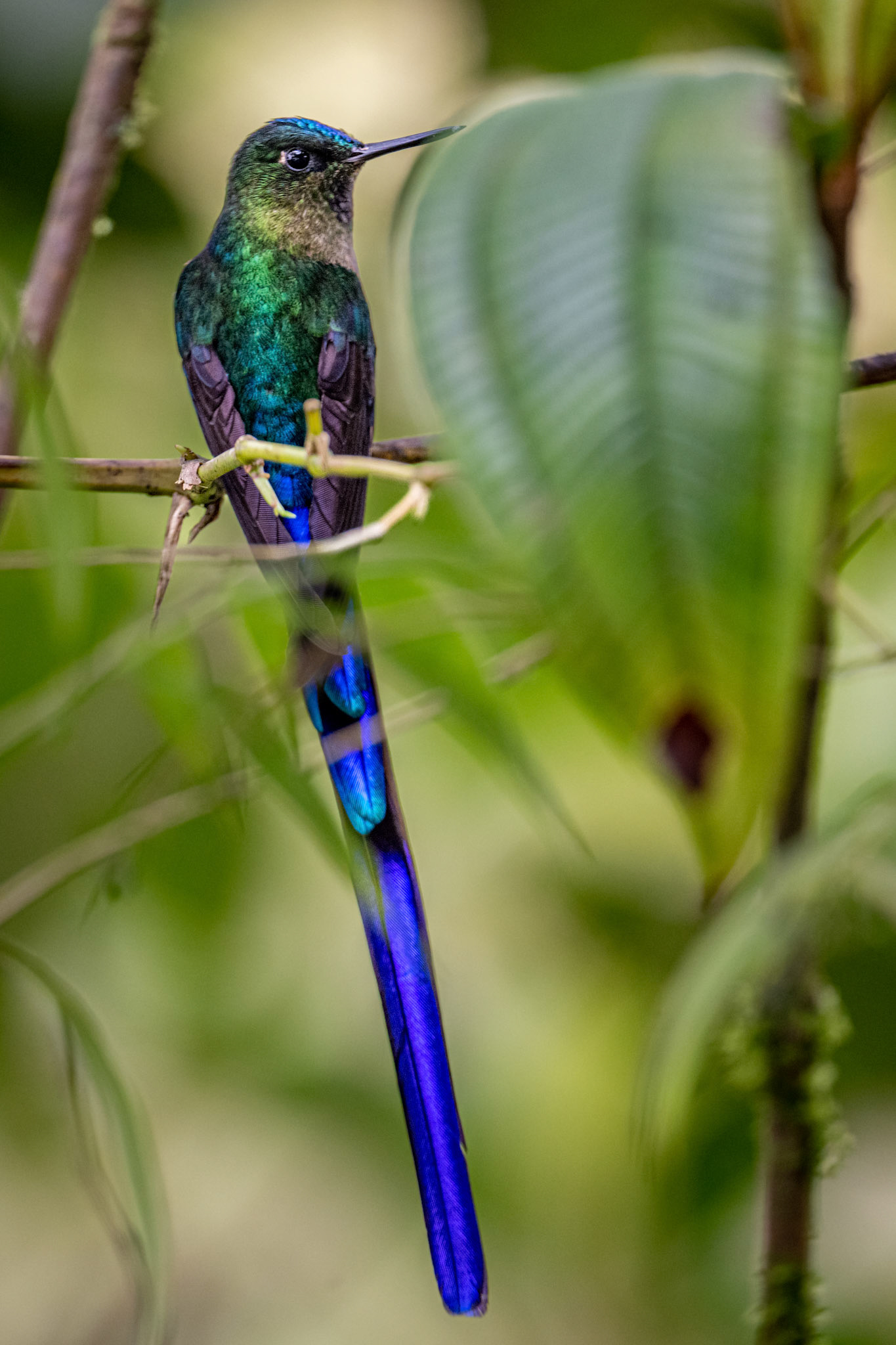 Violet-tailed sylph hummingbird