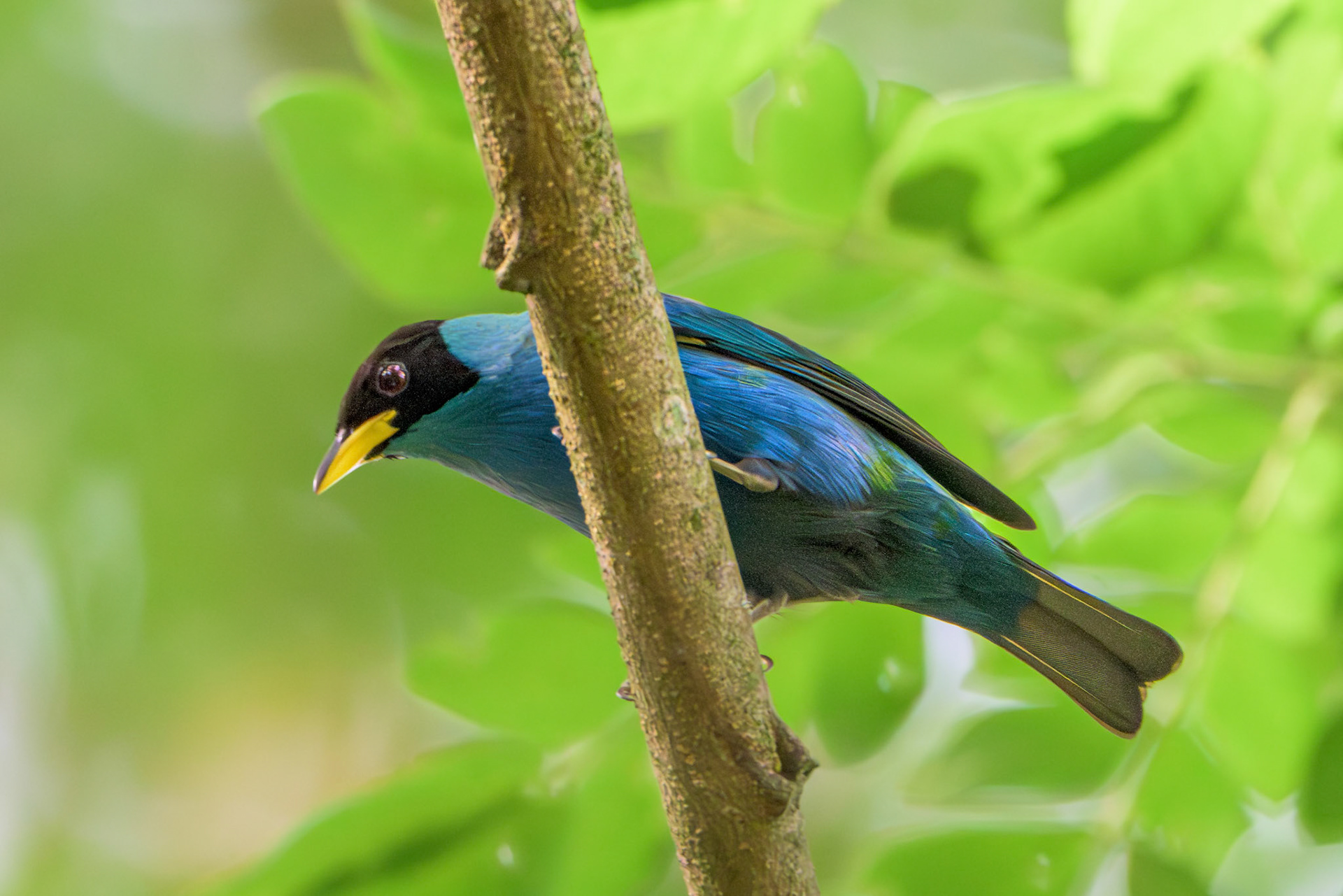 Green Honeycreeper