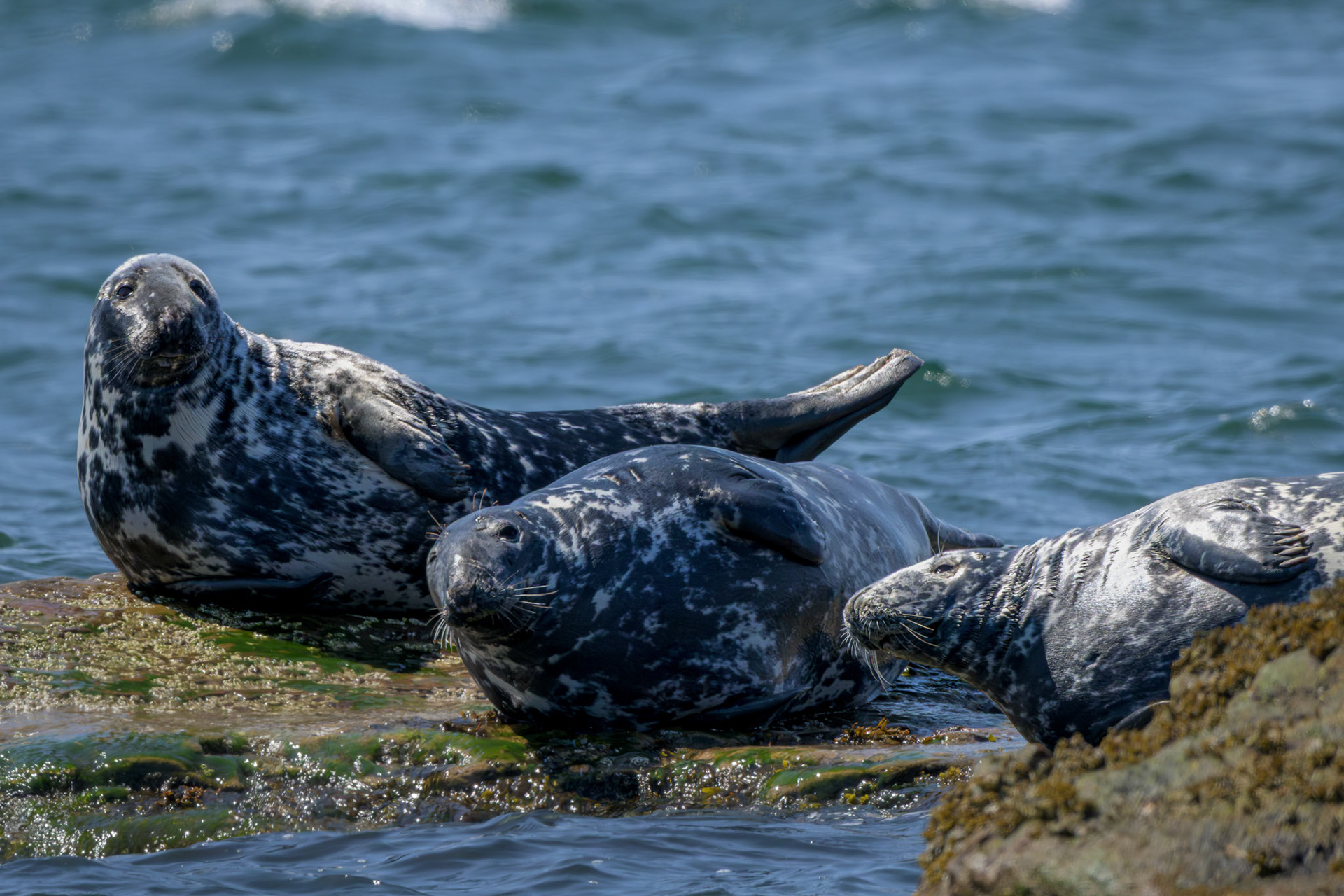 Gray Seal