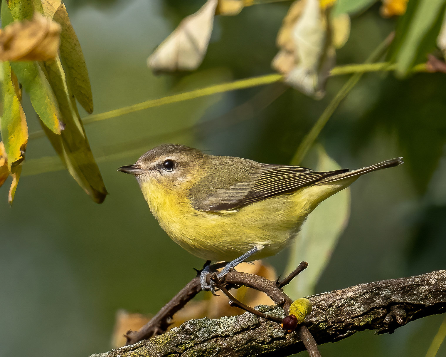 Philadelphia vireo