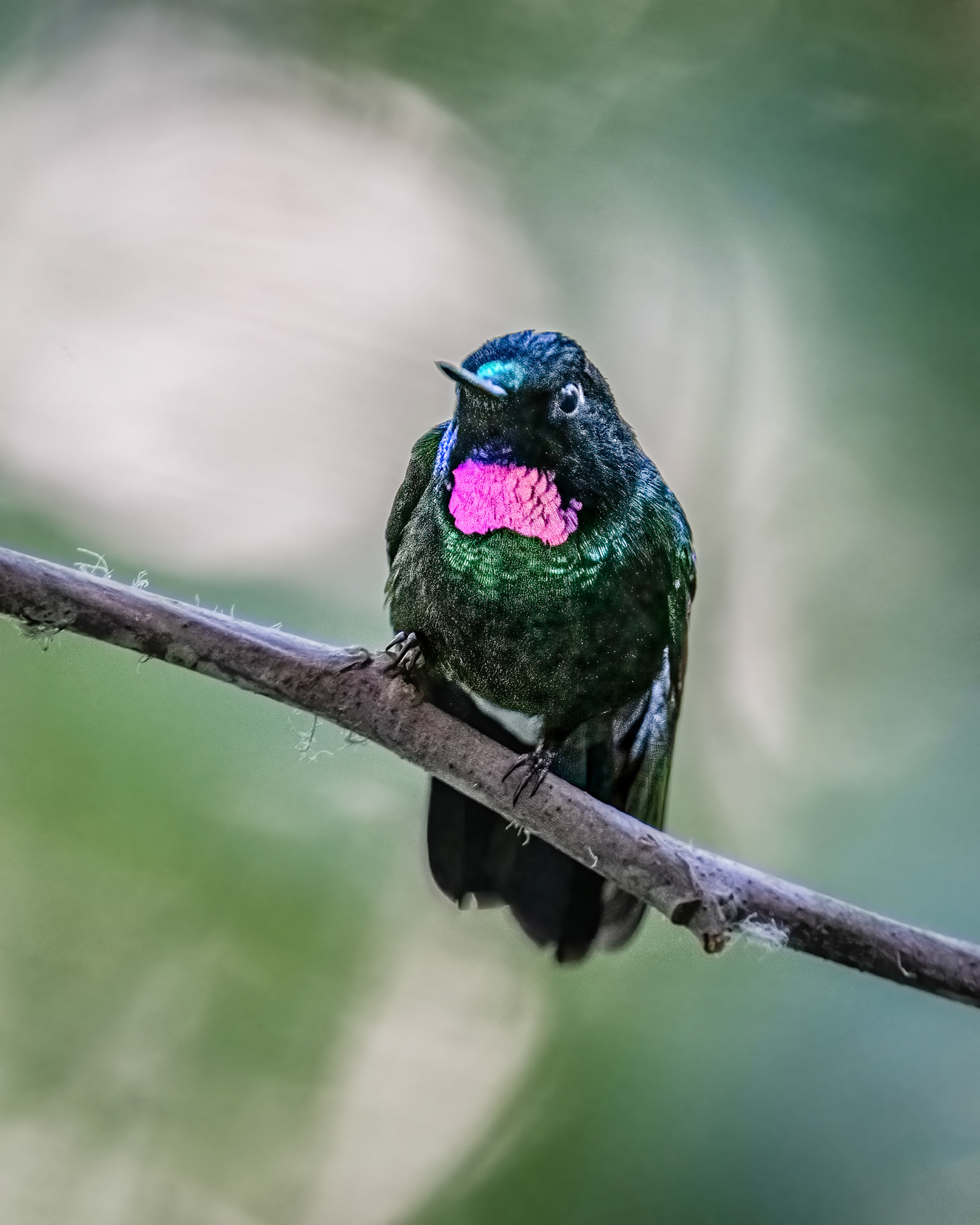 Tourmaline sunangel hummingbird