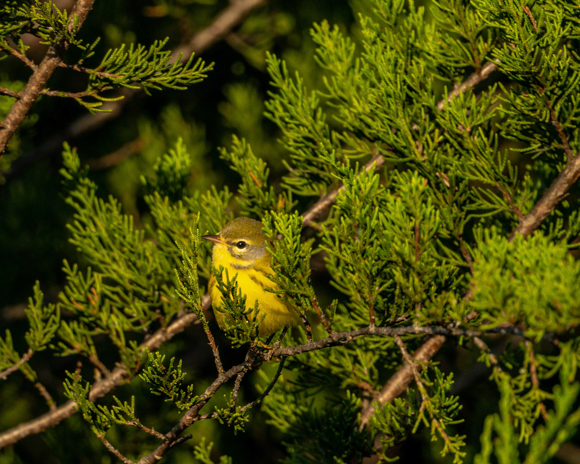 Prairie warbler