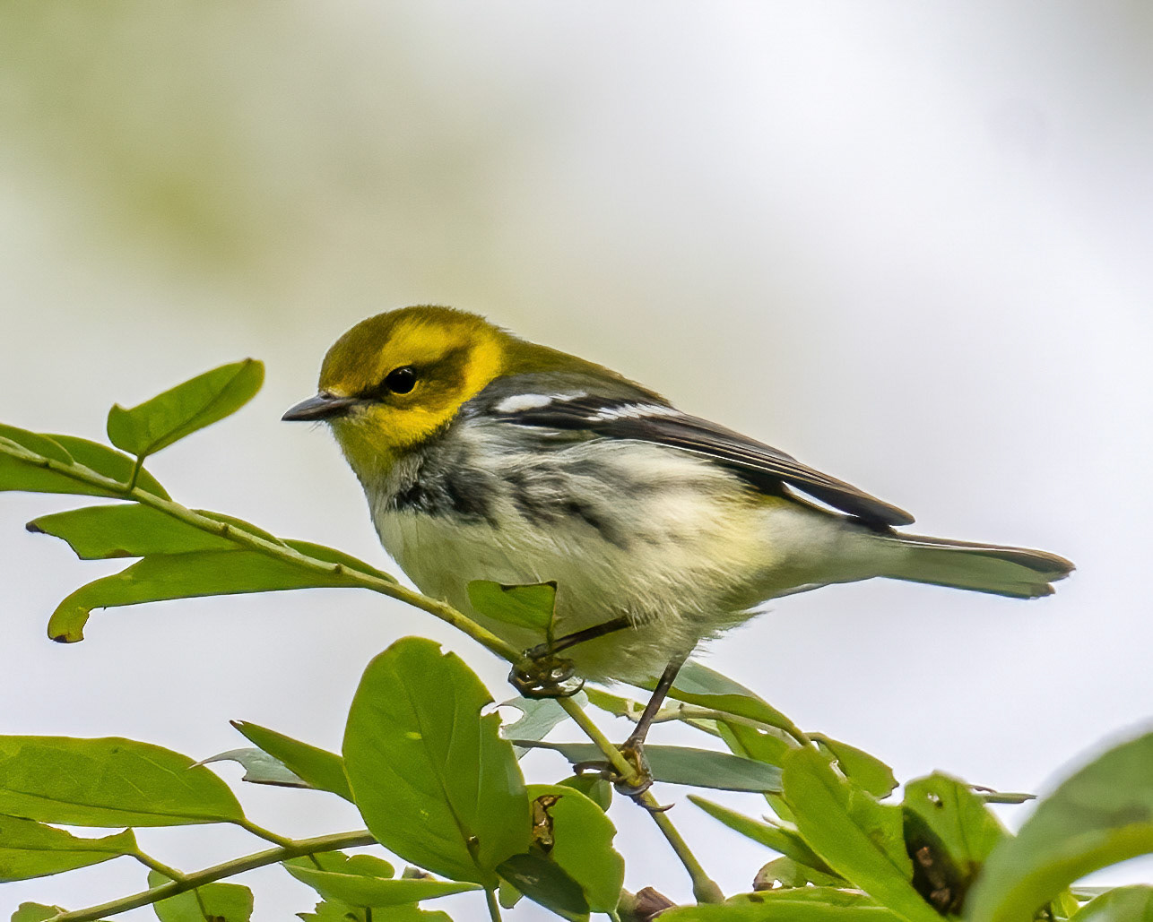 Black-throated green warbler