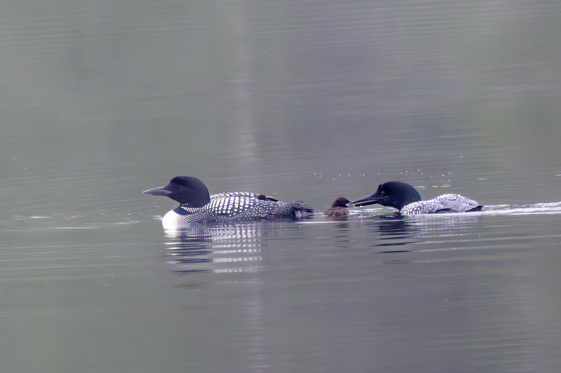 Common Loon