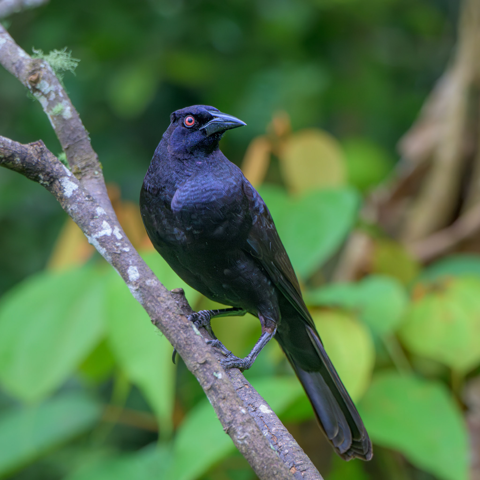 Bronzed Cowbird