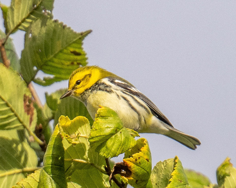 black-throated green warbler