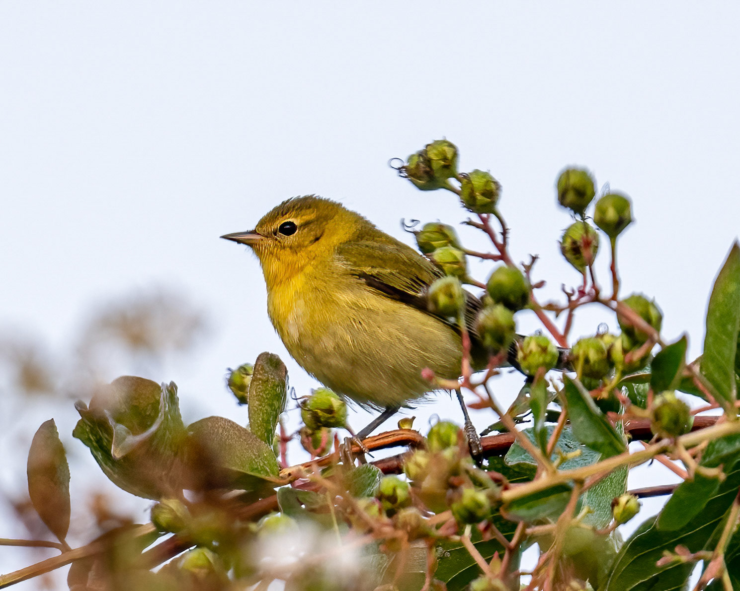 Bay-breasted warbler