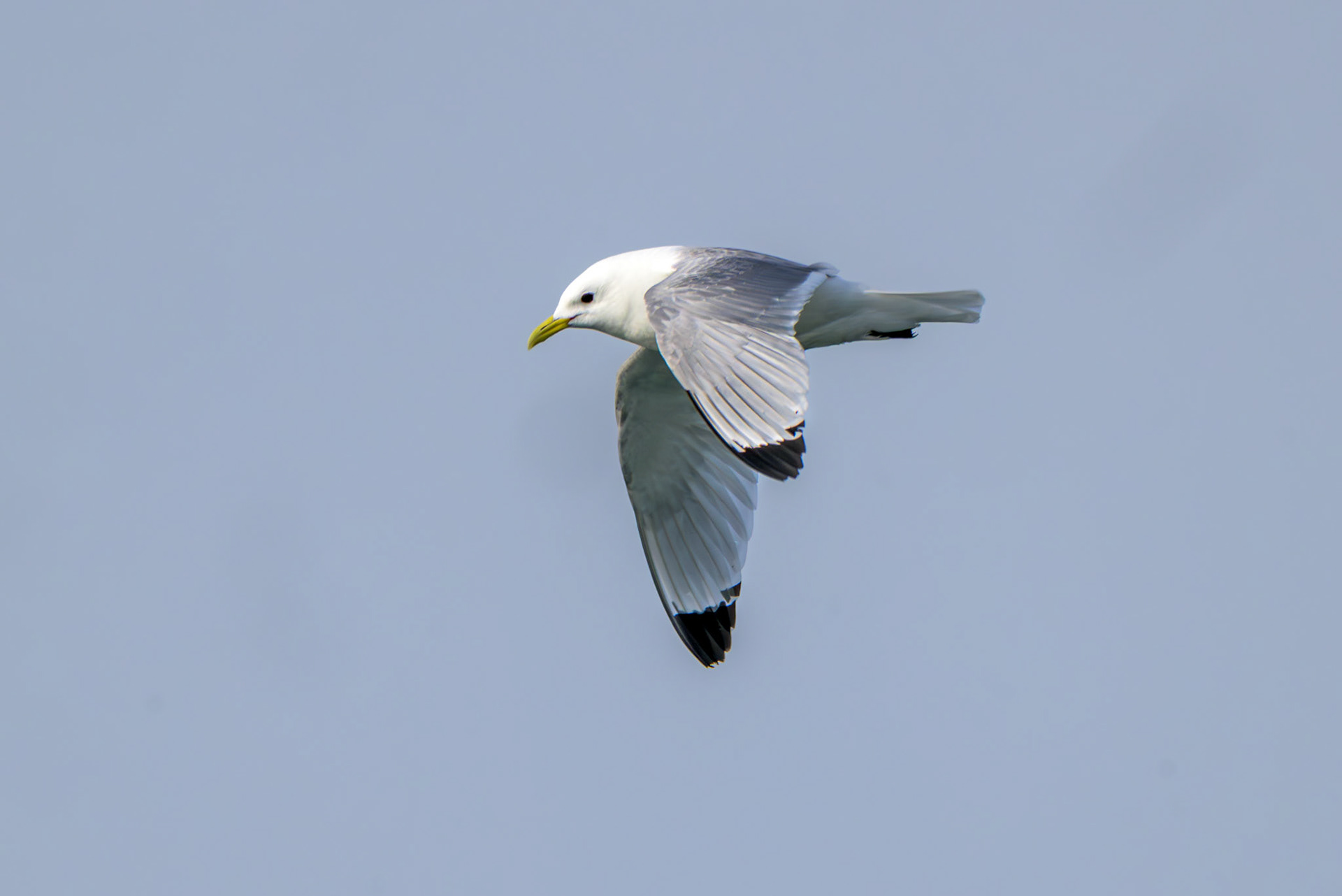Black-legged Kittiwake