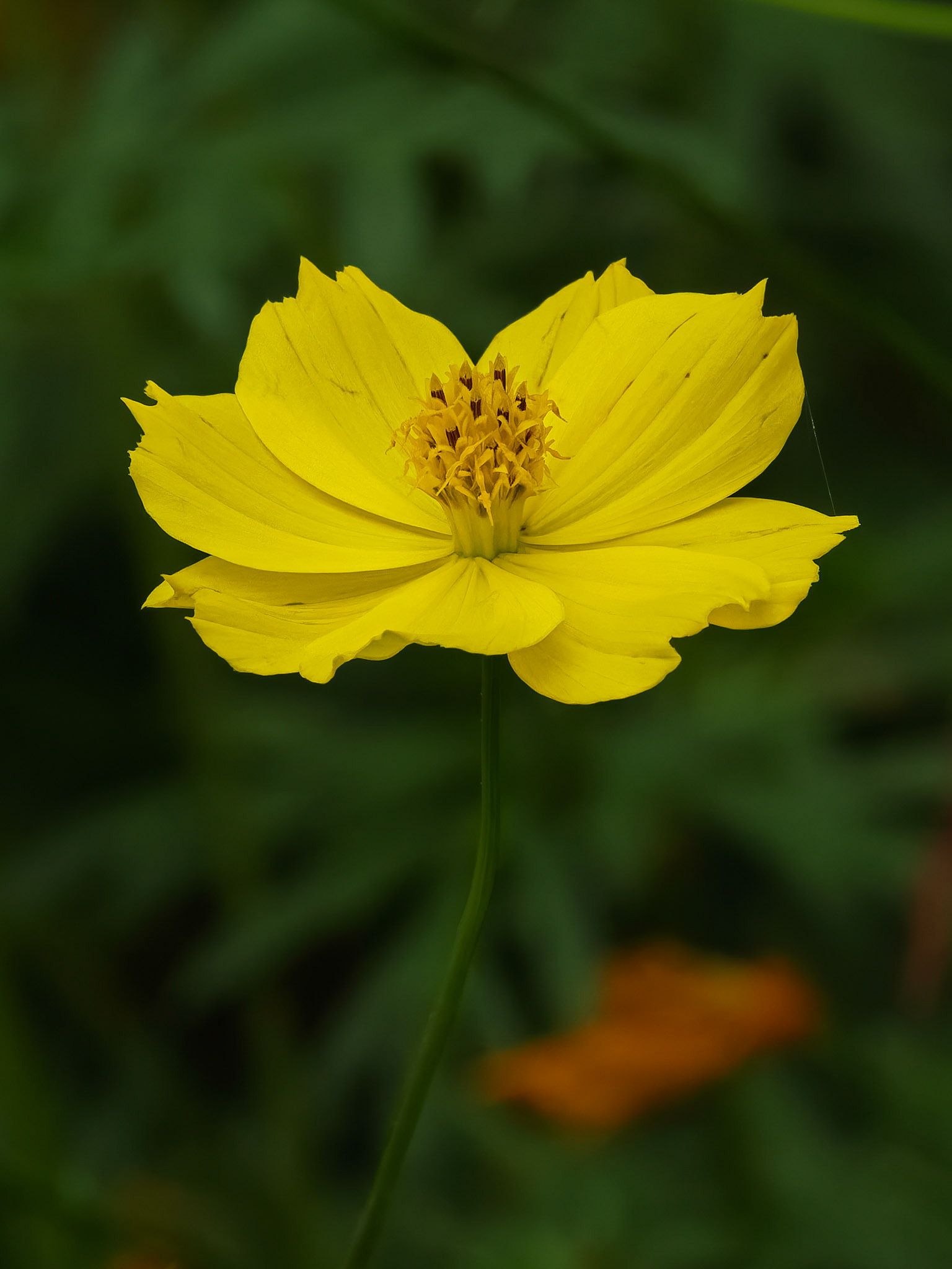 Cat Ba Island - Cosmos Flower