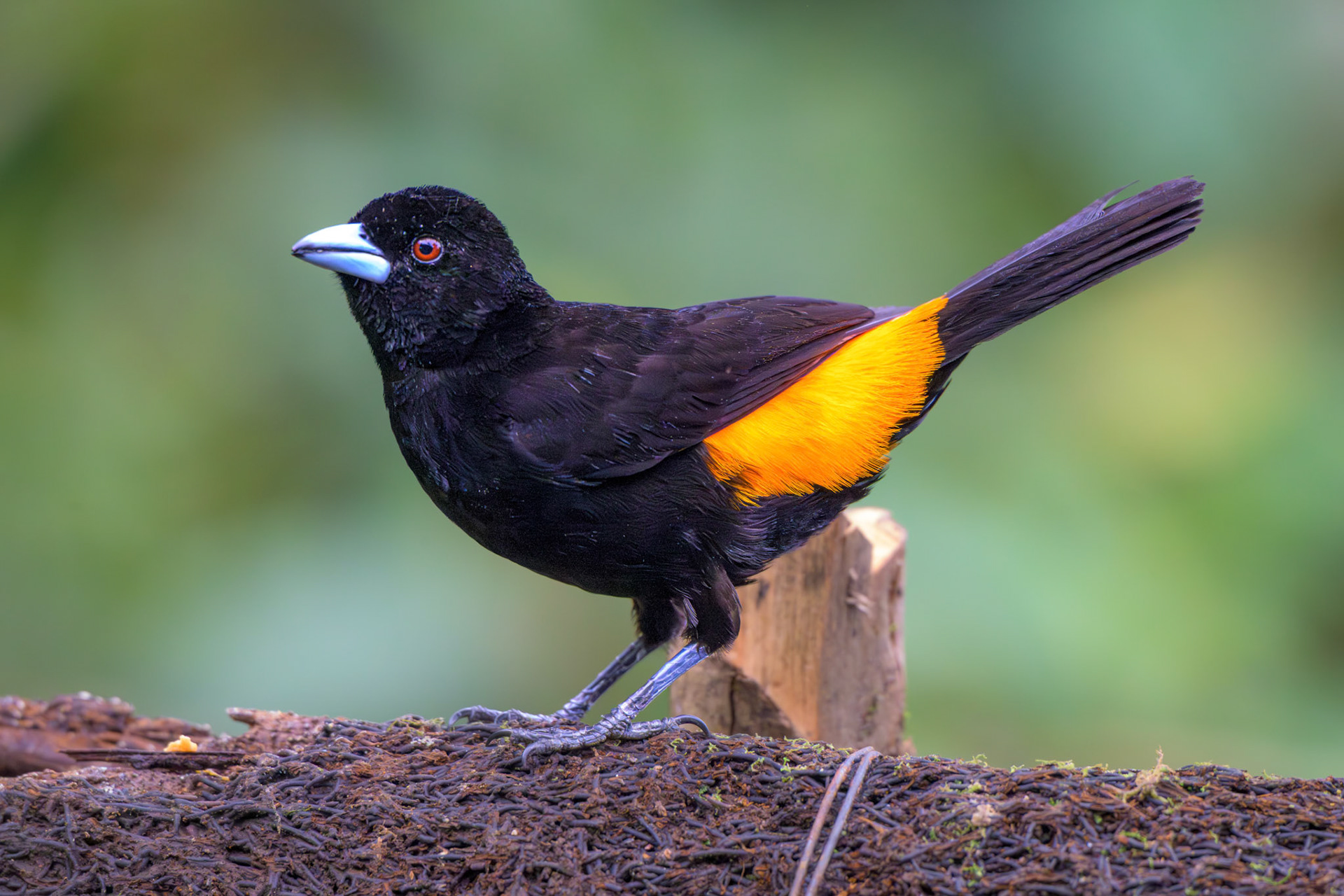 Flame-rumped Tanager