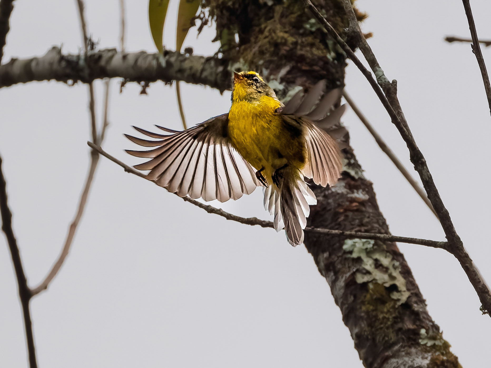 Many-colored Rush Tyrant