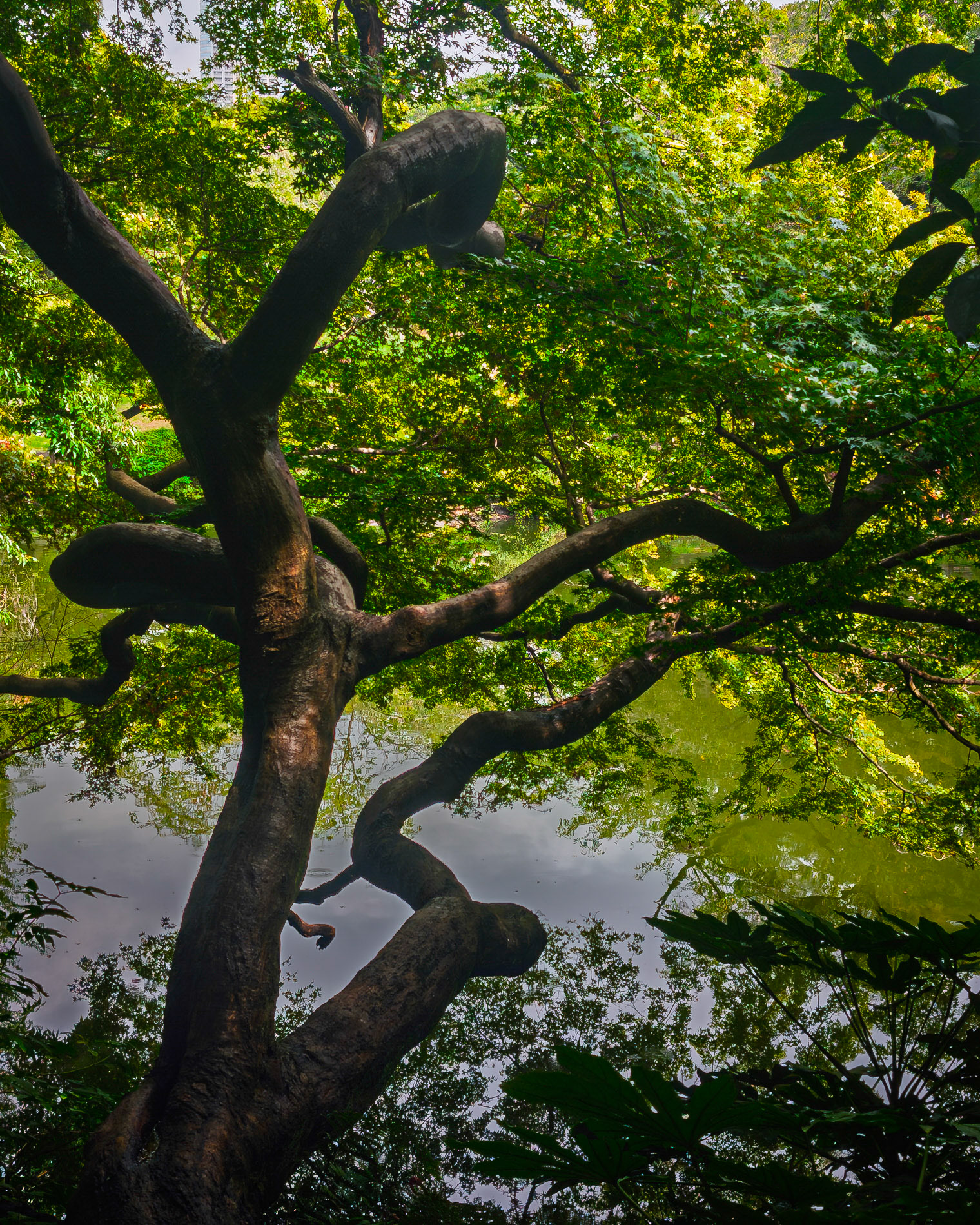 Shinjuku Gyoen National Garden
