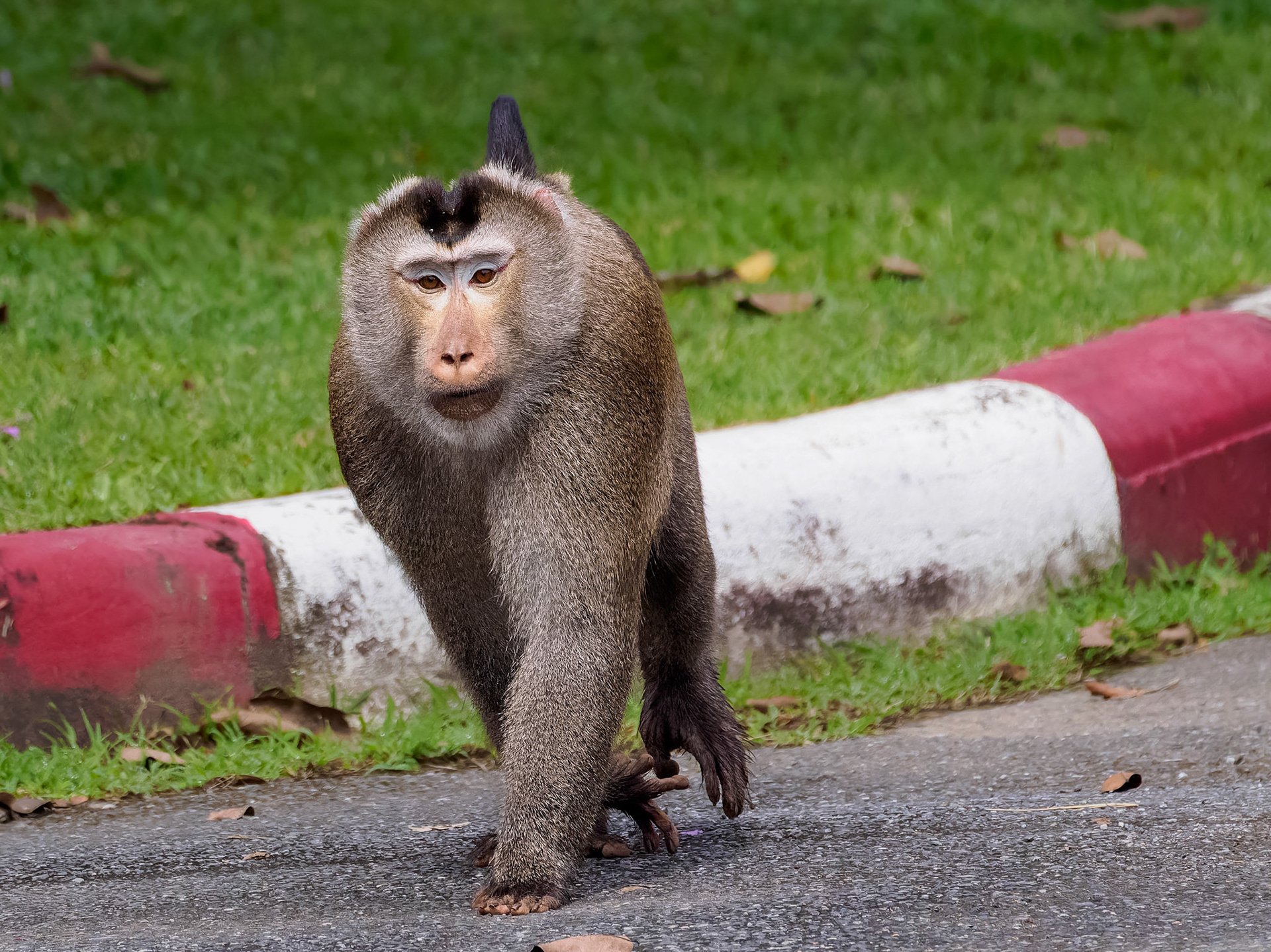 Khao Yai NP - Monkey