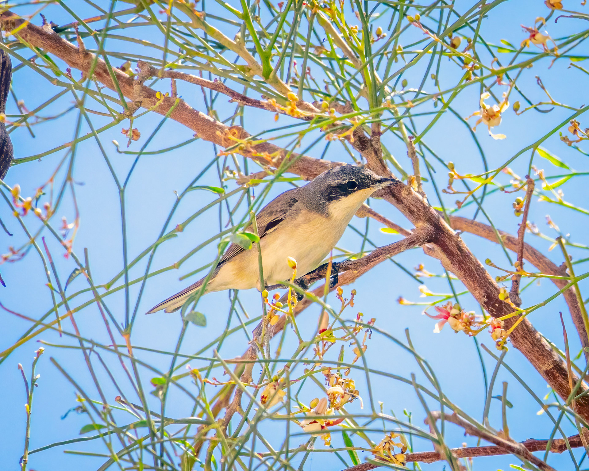 Western Orphean warbler