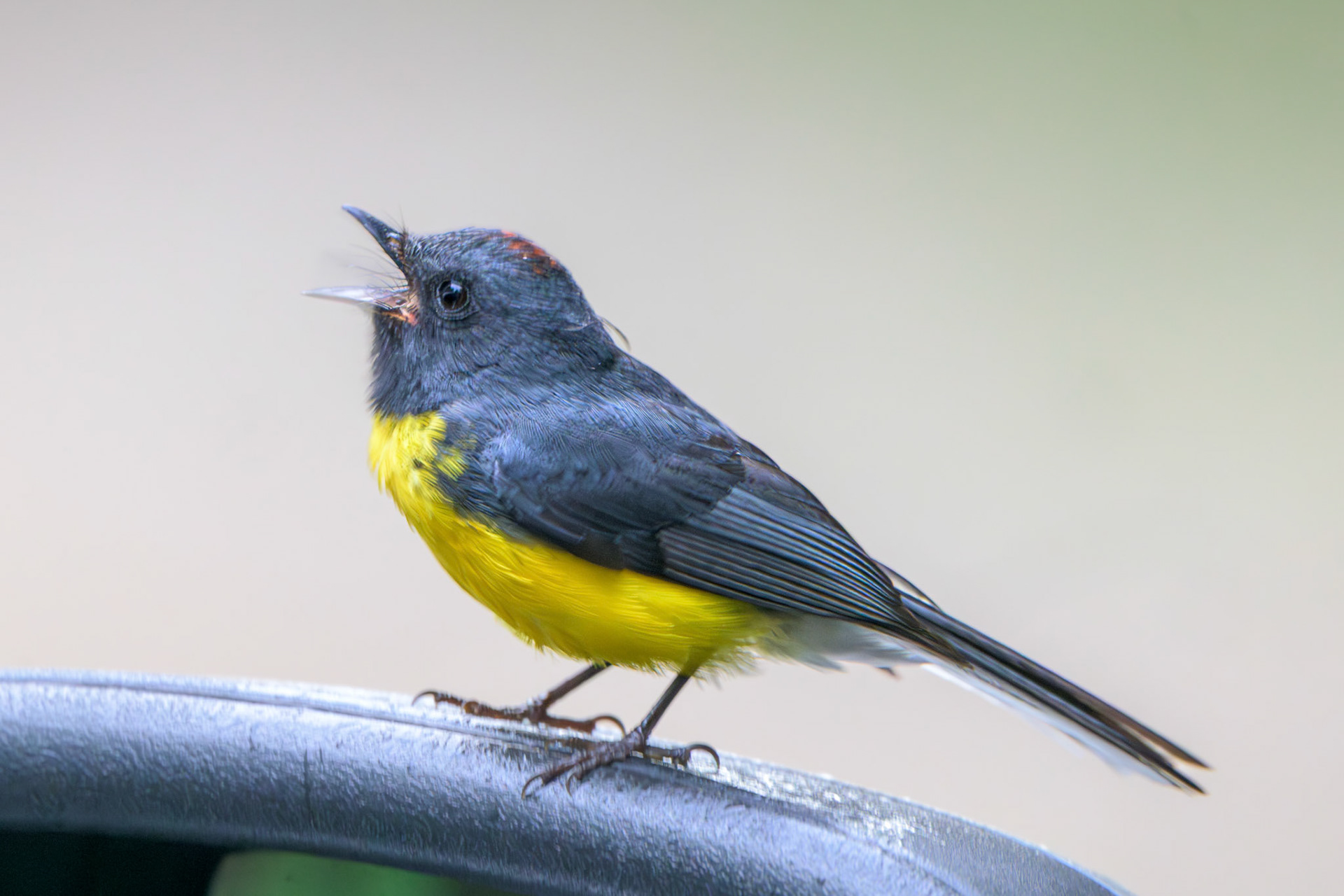 Slate-throated Whitestart