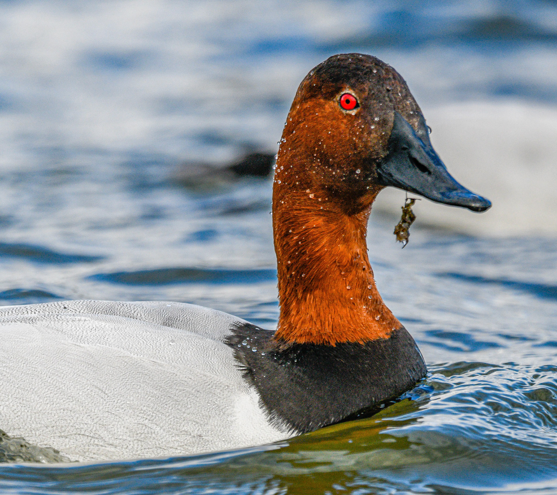 Canvasback
