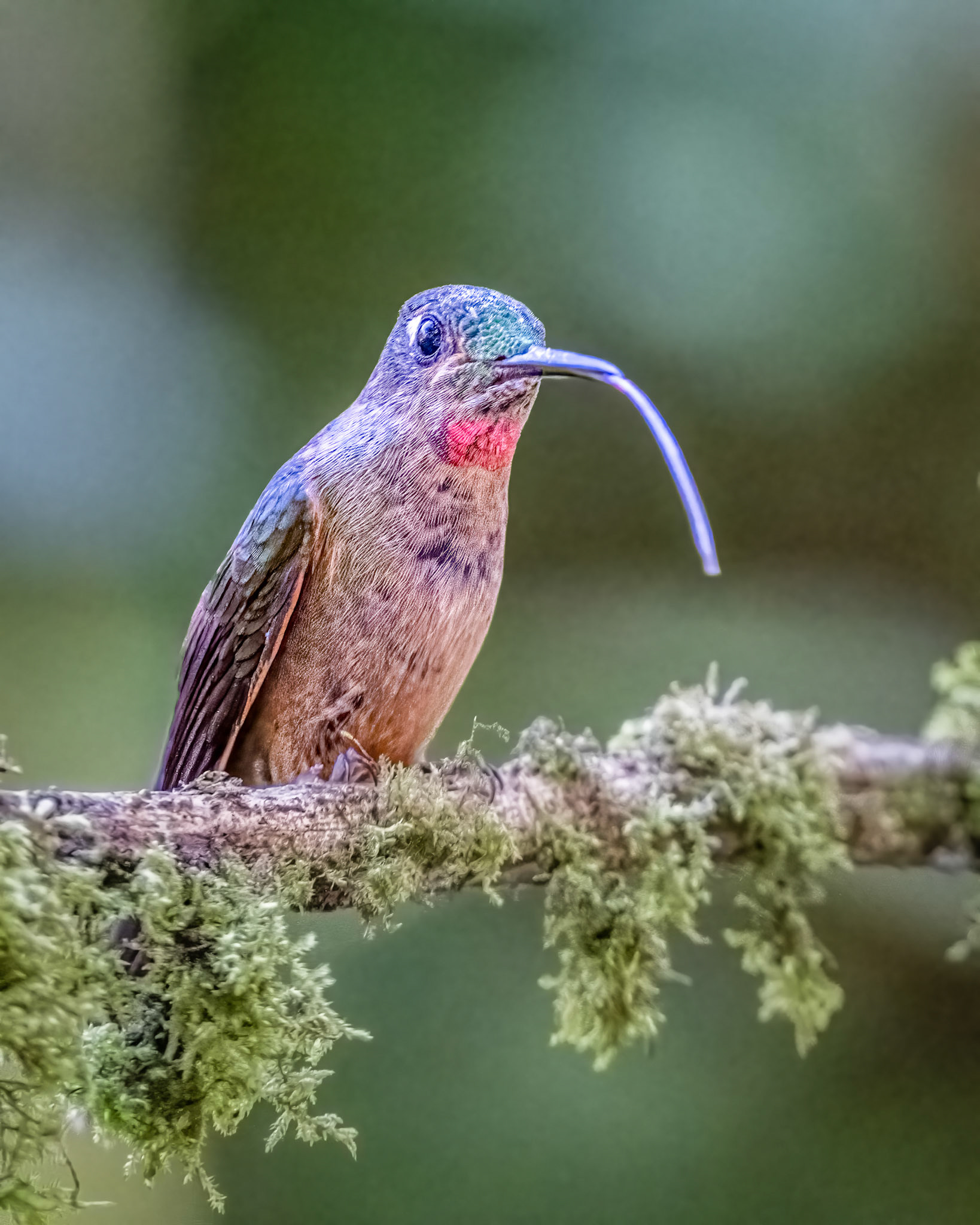 Fawn-breasted brilliant hummingbird