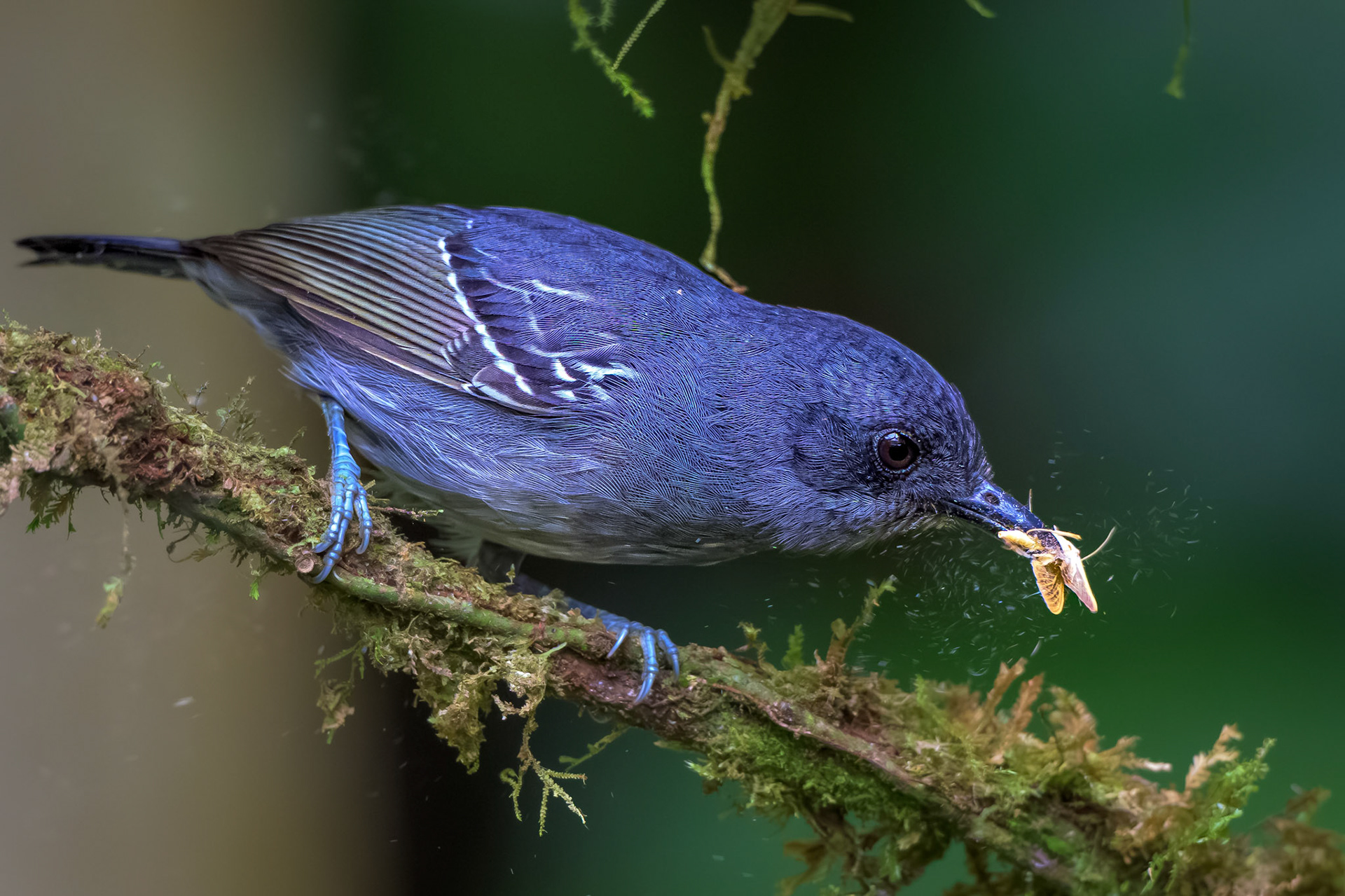 Plain Antvireo