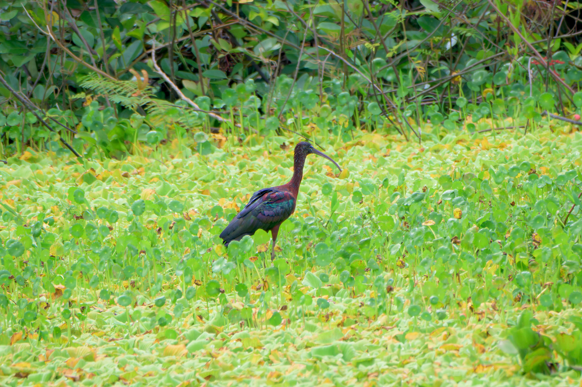 Glossy Ibis