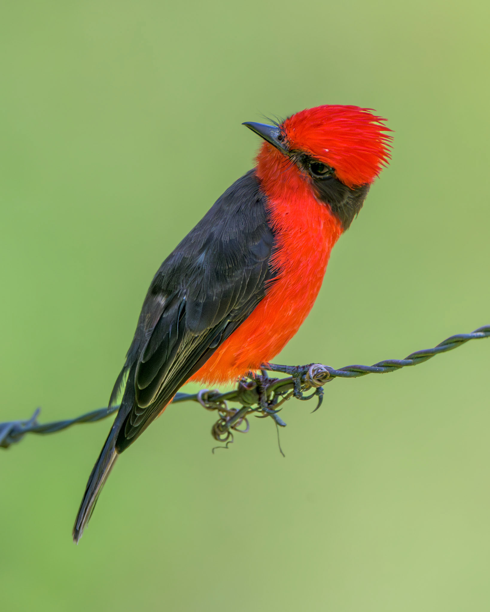Vermillian Flycatcher