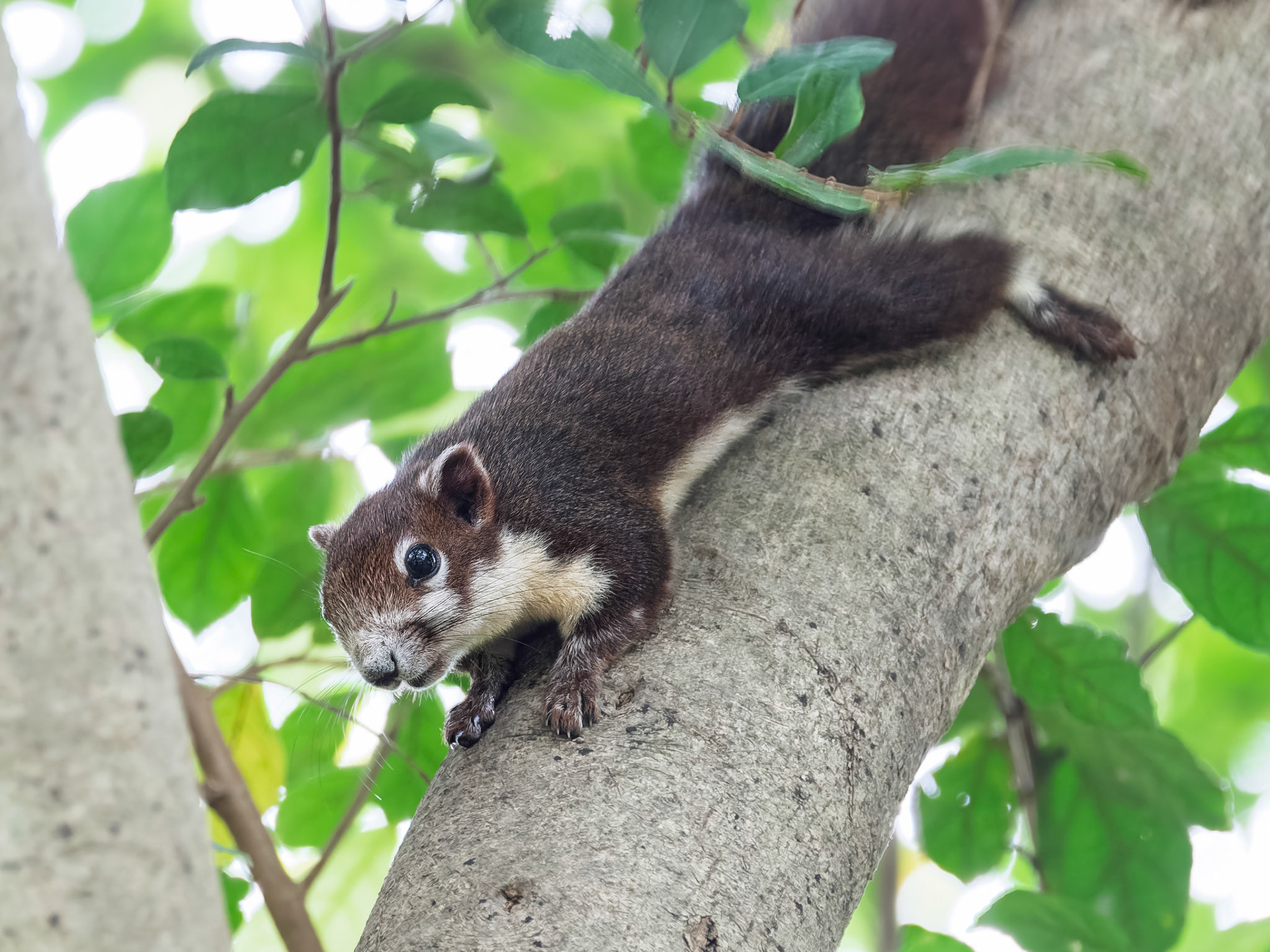 Bangkok Queen Sirikit Park - Finlayson's (Variable) squirrel