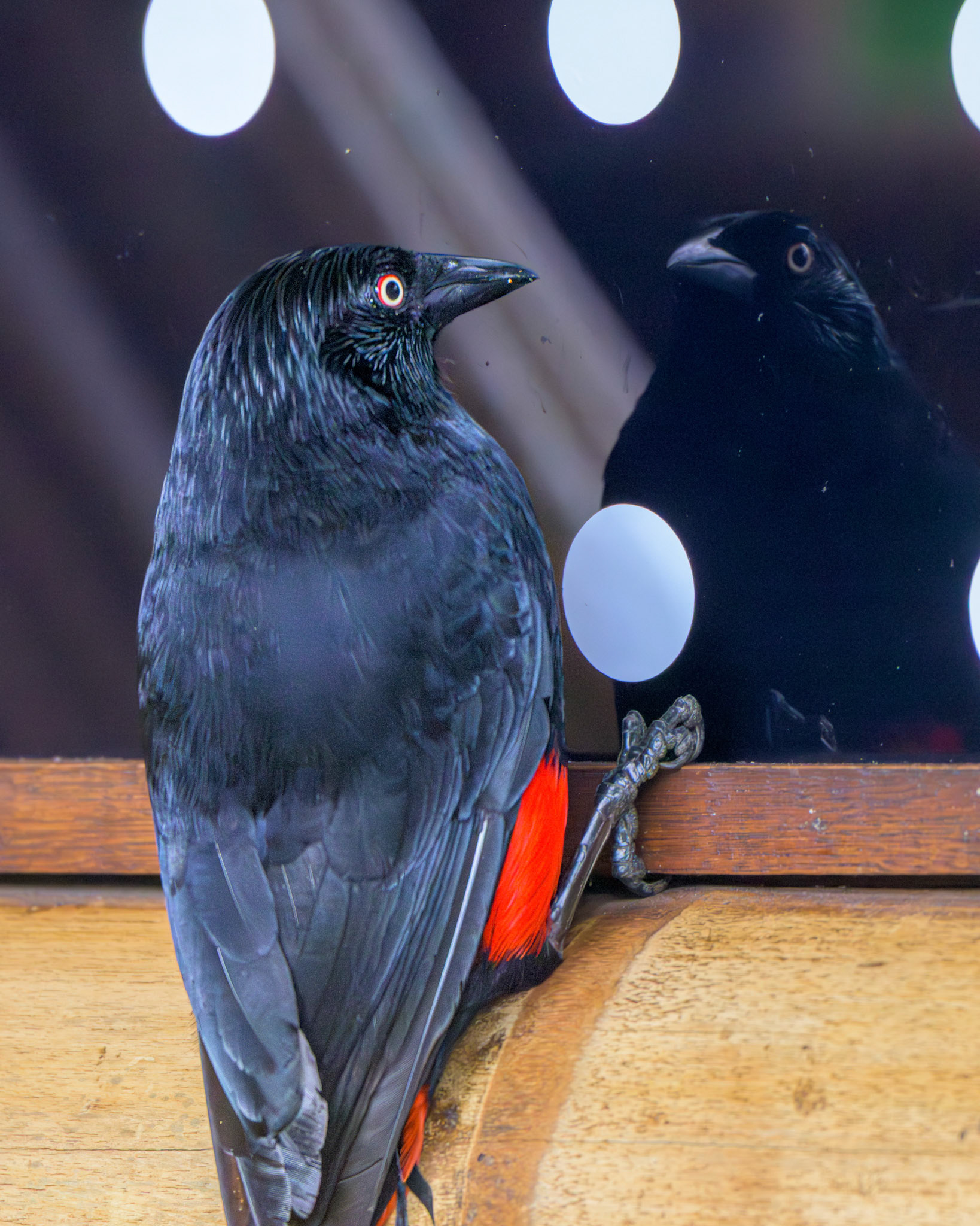 Red-bellied Grackle