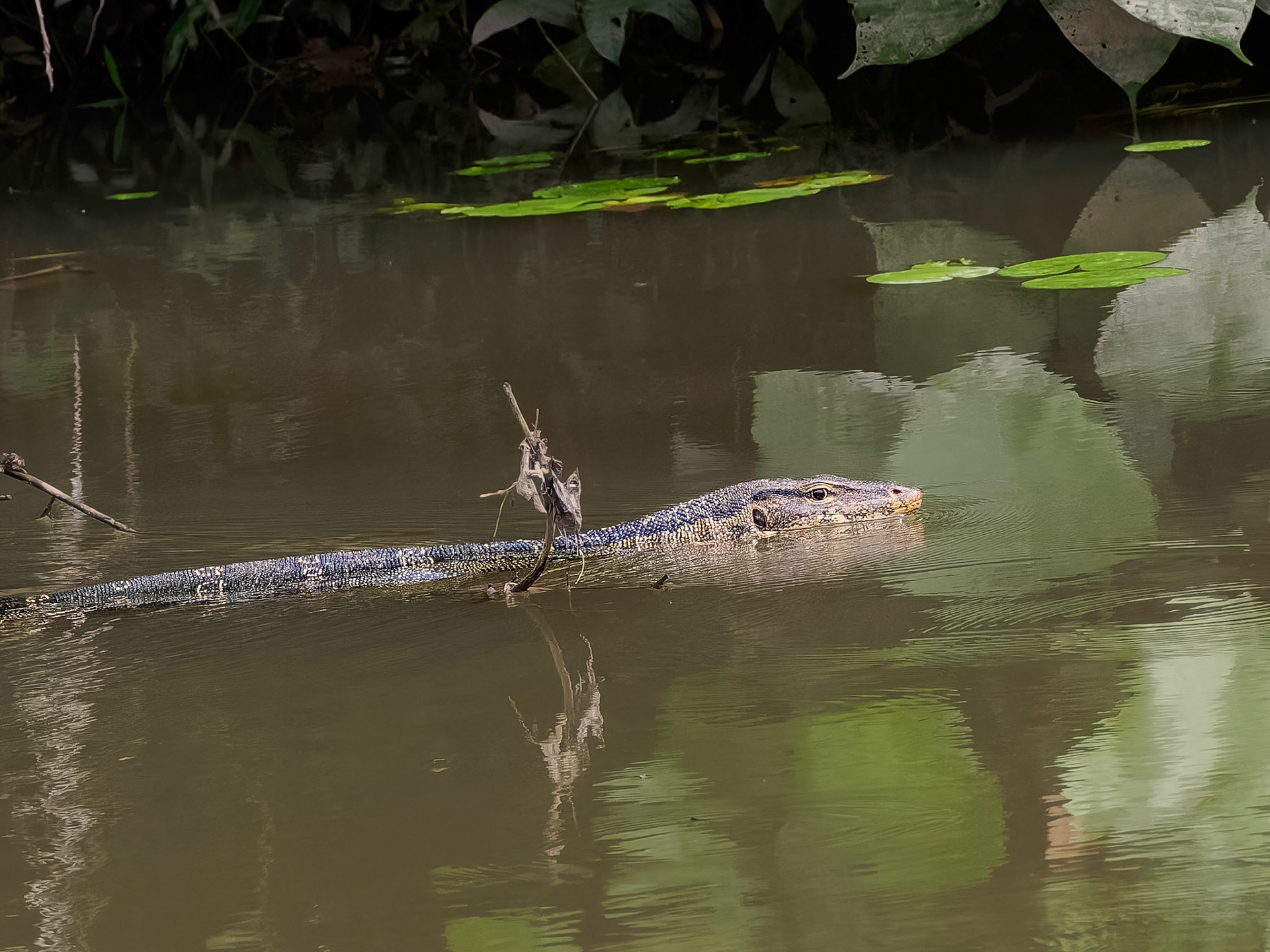 Khao Yai NP - Monitor