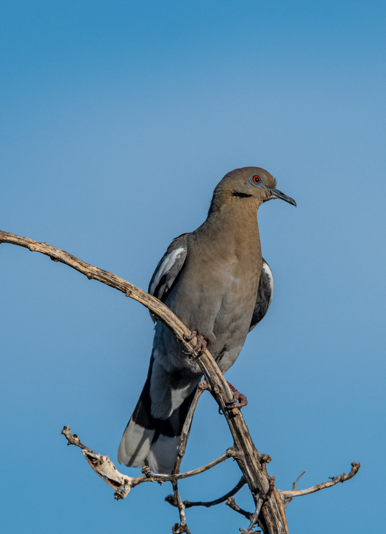 White-winged dove