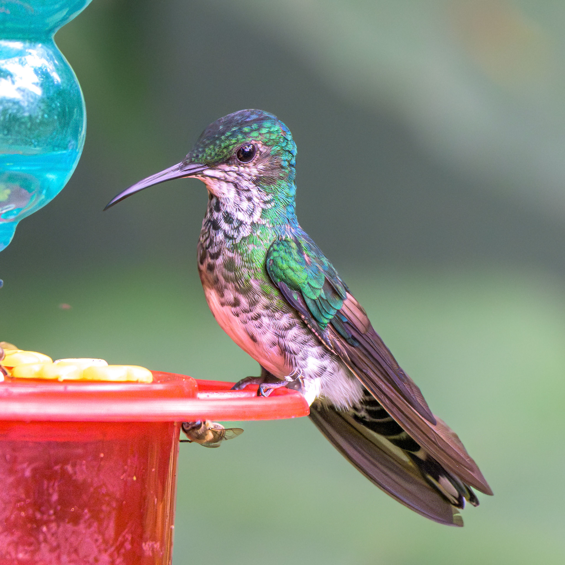 Berylline Hummingbird